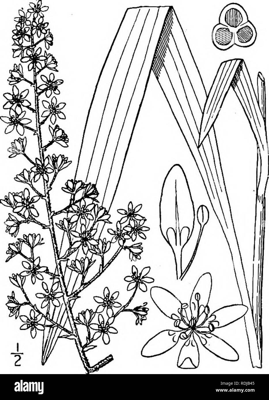 . Eine Illustrierte Flora von der nördlichen USA, Kanada und die britischen Besitzungen, von Neufundland zu den Parallelen der südlichen Grenze von Virginia, und vom Atlantik westwärts zu den 102 d Meridian. Botanik; Botanik. 13. MELANTHIUM L. Sp. PI. 339. 1753. Hohen grünen Kräutern, mehrjährig von dicken Wurzelstöcke, die Stammzellen, zumindest den oberen Teil und den Blütenstand, pubertierende. Blätter schmal, oblanceolate oder linear, Ummantelung oder den oberen Mantel - weniger. Blumen grünlich, weißen oder cremefarbenen in Welken dunkler, gamous Einhäusig oder Poly-, schlanke pedicelled in einem großen Terminal pa Stockfoto