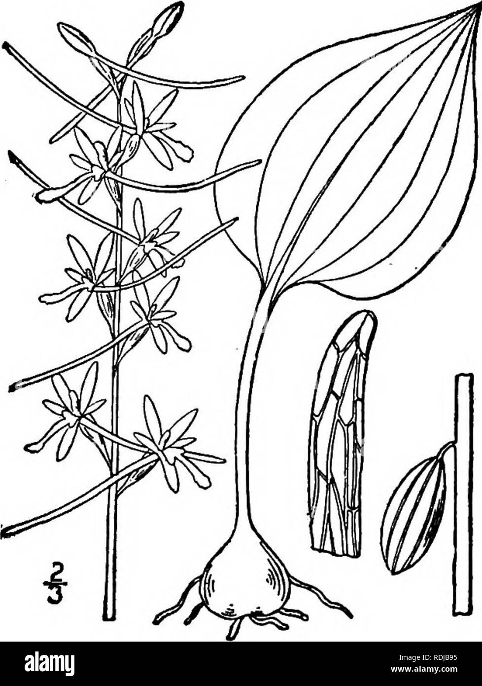 . Eine Illustrierte Flora von der nördlichen USA, Kanada und die britischen Besitzungen, von Neufundland zu den Parallelen der südlichen Grenze von Virginia, und vom Atlantik westwärts zu den 102 d Meridian. Botanik; Botanik. 25. TIPULARIA Nutt. Gen. 2: 195. 1818. Schlanke scapose Kräuter, mit massivem Glühbirnen, mehrere Generationen von Verschiebungen verbunden, die Blumen in eine lose Anschlußklemme raceme. Blatt Einzelgänger, basal, lange nachdem die Flow-ERING Saison (im Herbst), in der Regel nach dem Scape umgekommen ist. Scape mit mehreren dünnen Ummantelung Skalen an der Basis. Blumen grün, Nicken, b Stockfoto