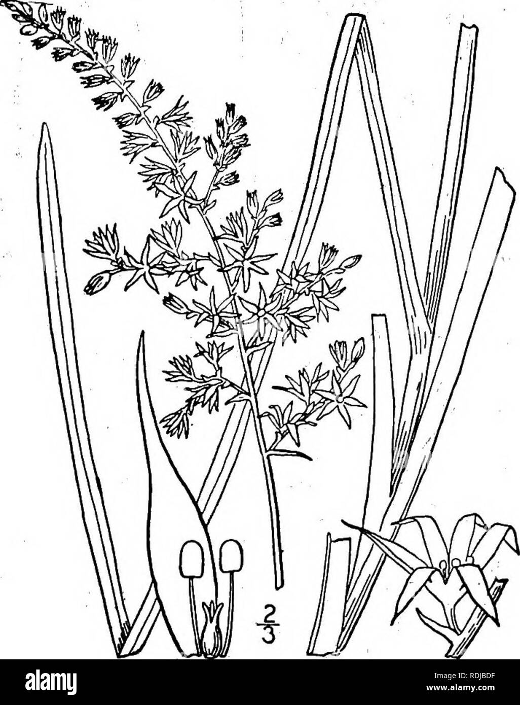 . Eine Illustrierte Flora von der nördlichen USA, Kanada und die britischen Besitzungen, von Neufundland zu den Parallelen der südlichen Grenze von Virginia, und vom Atlantik westwärts zu den 102 d Meridian. Botanik; Botanik. 49°MELANTHACEAE.- VOLr "I. d. Stenanthium grammeum (Ker) Morong. Abb. 1228. Gras-leaved Stenanthium.. Helonias graminea Ker, Bot. Mag. pi. 1599. 1813. V'eratrum angustifolium Pursh, Fl. Standort. Sept. 242. 1814. Stenanthium angustifolium Kunth, Enura. 4: 190. 1843 - Stenanthium gramineum Morong, Mem. Torr. Club 5: Nein. 1894. Stamm schlank, 3°-4° hoch. Blätter Gras-li Stockfoto