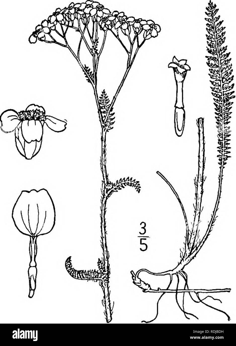 . Eine Illustrierte Flora von der nördlichen USA, Kanada und die britischen Besitzungen, von Neufundland zu den Parallelen der südlichen Grenze von Virginia, und vom Atlantik westwärts zu den 102 d Meridian. Botanik; Botanik. 2. Achillea Millefolium L. Schafgarbe. Tausendblatt. Abb. 4553. Achillea Millefolium L. Sp. PI. 899. 1753. Staude aus dem horizontalen Wurzelstöcke; flow-ering Stängel behaart, oder fast Kahl, sim-ple oder corymbosely oben verzweigten, l°-2° hoch. Basalen Blätter, und der zahlreiche kurze sterile Triebe, meist petioled, manchmal 10' lang und V breit, die der St Stockfoto