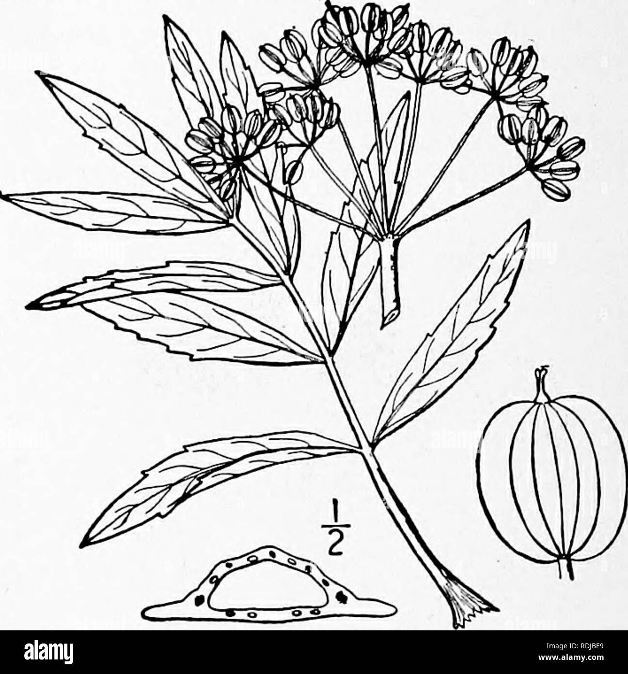 . Eine Illustrierte Flora von der nördlichen USA, Kanada und die britischen Besitzungen, von Neufundland zu den Parallelen der südlichen Grenze von Virginia, und vom Atlantik westwärts zu den 102 d Meridian. Botanik; Botanik. AMMIACEAE. Vol. II. I. Oxypolis filiformis (Walt.) Britton. Oxypolis. Abb. 3130. Oenanthe filiformis Walt. Fl. Cai. 113. 1788. Oenanthe teretifolia Muhl. Kat. 31. 1813. Tiedemannia teretifolia DC Mem. Omb. 51. pi. 12. 1829. Oxypolis filiformis Britton, Mem. Torr. Club 5: 239. 1894. Stengel hohl, 2°-6° hoch. Blätter zu linearen Hohl in der Regel akute Gelenkwelle reduziert Stockfoto