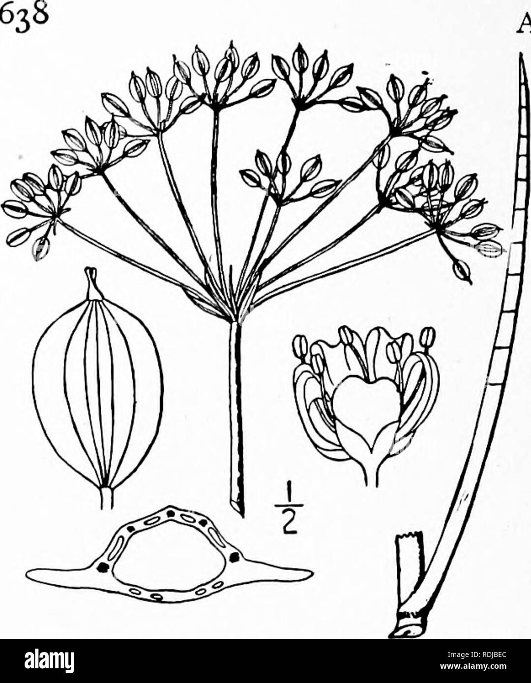 . Eine Illustrierte Flora von der nördlichen USA, Kanada und die britischen Besitzungen, von Neufundland zu den Parallelen der südlichen Grenze von Virginia, und vom Atlantik westwärts zu den 102 d Meridian. Botanik; Botanik. AMMIACEAE. Vol. II. I. Oxypolis filiformis (Walt.) Britton. Oxypolis. Abb. 3130. Oenanthe filiformis Walt. Fl. Cai. 113. 1788. Oenanthe teretifolia Muhl. Kat. 31. 1813. Tiedemannia teretifolia DC Mem. Omb. 51. pi. 12. 1829. Oxypolis filiformis Britton, Mem. Torr. Club 5: 239. 1894. Stengel hohl, 2°-6° hoch. Blätter zu linearen Hohl in der Regel akute Gelenkwelle reduziert Stockfoto