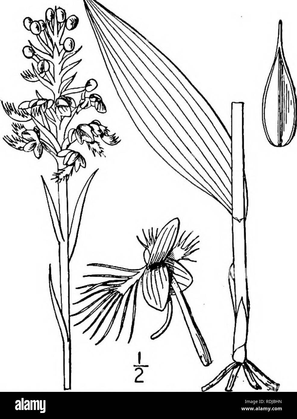 . Eine Illustrierte Flora von der nördlichen USA, Kanada und die britischen Besitzungen, von Neufundland zu den Parallelen der südlichen Grenze von Virginia, und vom Atlantik westwärts zu den 102 d Meridian. Botanik; Botanik. Segmente nicht mit Fransen jenseits der Mitte; Blumen lila, selten weiß. Raceme 4-5 cm dick; Lippe 1-2 cm. breit. 6. B. grandiflora. Raceme 1-3 cm dick; Lippe 8-12 mm. Breite. 7. B. psycodes. Segmente der Lippe geschnitten - gezahnte; Blumen violett-lila.. B. peramoena. Ich. Blephariglottis cristata (Michx.) Raf. Crested Gelb Orchis. Abb. 1373. Orchis cristata Michx. Fl. Stockfoto