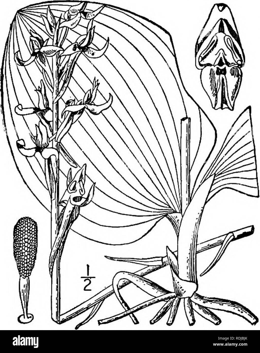 . Eine Illustrierte Flora von der nördlichen USA, Kanada und die britischen Besitzungen, von Neufundland zu den Parallelen der südlichen Grenze von Virginia, und vom Atlantik westwärts zu den 102 d Meridian. Botanik; Botanik. 10. LYSIAS Salisb. Trans. Hort. Soc. 1: 288. 1812. Knollen oder Pflanzen mit fleischigen Wurzeln; Stammzellen scapose. Blätter 2, Basal. Blumen grünlich oder "Weiß; Kelchblätter kostenlos, große und verbreiten; Blüten klein und schmal; Lippe gesamte, lineare oder fast so. lange Sporn und schlank, in der Regel länger als die gestreckte, gerade Eierstock. Schnabel der Stigmatisierung ohne Anhängsel. Anthe Stockfoto