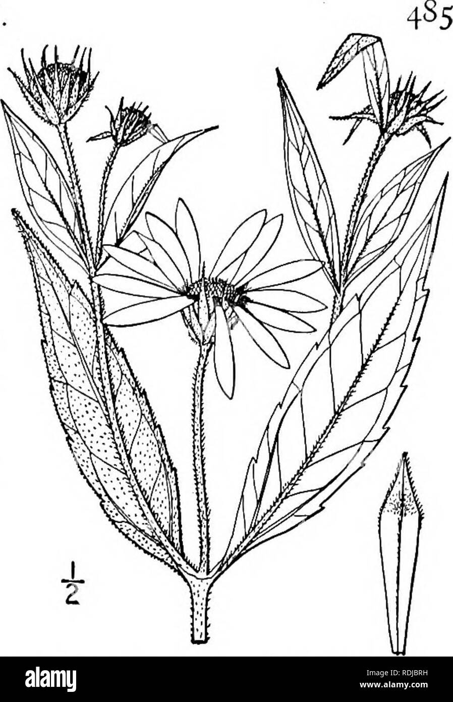. Eine Illustrierte Flora von der nördlichen USA, Kanada und die britischen Besitzungen, von Neufundland zu den Parallelen der südlichen Grenze von Virginia, und vom Atlantik westwärts zu den 102 d Meridian. Botanik; Botanik. Gattung 66. THISTLE FAMILIE 21. Helianthus tracheliifolius Mühle. Throatwort Sonnenblume. Abb. 4481. Helianthus tracheliifolius Mühle. Gard. Diät. Ed. 8, Nr. 7. 1768. Ähnlich der folgenden Arten, aber die Stammzellen in der Regel herber - pubescent oben. Blätter kurz- petioled, Eiförmig-Lanzettlichen, oder Lanzettförmige, 3-durchzogen, Grün beide Seiten, aber dunkler über, in der Regel rauere o Stockfoto