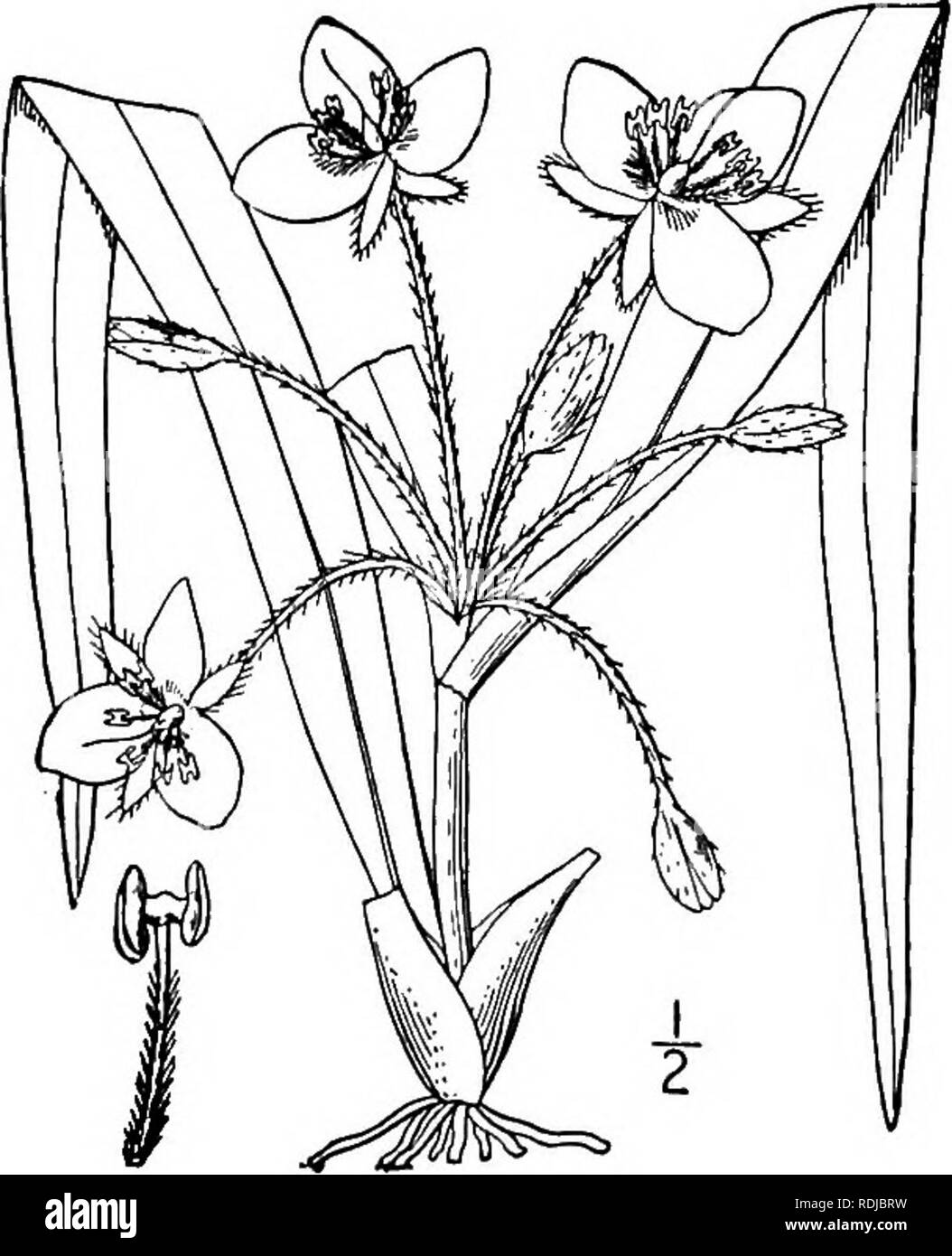 . Eine Illustrierte Flora von der nördlichen USA, Kanada und die britischen Besitzungen, von Neufundland zu den Parallelen der südlichen Grenze von Virginia, und vom Atlantik westwärts zu den 102 d Meridian. Botanik; Botanik. 460 COMMELINACEAE. Vol. I 1. T. brevicaulis. 3. TRADESCANTIA L. Sp. PI. 288. 1753. Mehrjährig, etwas schleimige Kräuter, mit meist schmale und längliche Blätter, und auffällige regelmäßig Blumen auf dem Terminal oder Terminal und Axillären Dolden, unter dem Blatt- oder scarious Hüllblätter. Kelchblätter 3, krautige. Blütenblätter 3, verkehrt eiförmig, eiförmige oder Orbicular, sessile. Staubblätter 6, alle ein Stockfoto