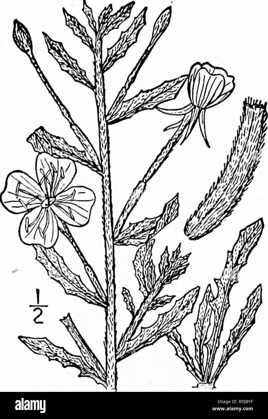 . Eine Illustrierte Flora von der nördlichen USA, Kanada und die britischen Besitzungen, von Neufundland zu den Parallelen der südlichen Grenze von Virginia, und vom Atlantik westwärts zu den 102 d Meridian. Botanik; Botanik. Gattung 8. Abend - PRIMROSE FAMILIE. 597 I. Raimannia humifusa (Nutt.) stieg. Meer Evening-Primrose. Abb. 3042. Epilobium humifusa Nutt. Gen. i: 245. 1818. Epilobium sinuata var. humifusa T.&amp; G. Fl. N. A. I: 494. 1840. Raimannia humifusa Rose, Contr. Nat. Kraut. 8: 331. 1905. Verbreitung und decumbent oder Aufsteigend, von der Basis und in der Regel auch über verzweigte Stockfoto