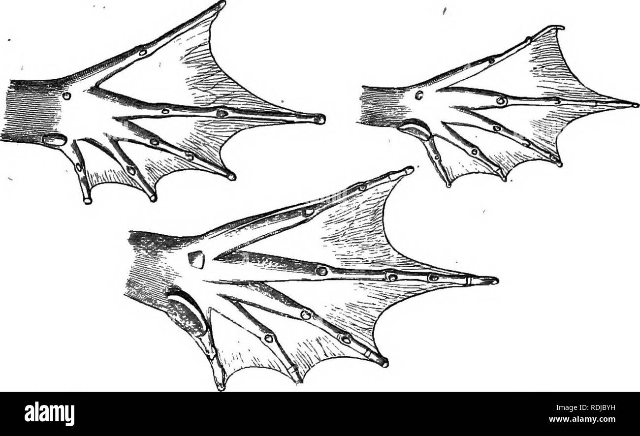 . Katalog Der batrachia Salientia s. Ecaudata in der Sammlung des British Museum. Amphibien. 2. EANA. 39 Streifen entlang der Rückseite; seite der Oberschenkel behindern - schwarz marmoriert. Mann mit einem externen vocal Vesikel an jeder Seite, durch einen Schlitz hinter dem Winkel der Mund. Europa; "W. Asien; N.W. Afrika. Die untere Fläche der Fuß.. N. in Afrika. E. in Asien. C. in Europa. a-h. 2.e. Yg. d. Viele spec.: ^, ?, & Amp; yg-e-h.c?, $, & Amp; yg. ^, h-l. cJ $. m. Haut. n - o, p^, s-t. S, 2, &Amp; larvse. M-l). Yg. w. $. X. Yg. 2/-Z. ? &Amp; yg. a. Skelett ^.. ?. K.2 (stufifed). X. Haut. li. Skelett. Â"-. Yg. TT. Stockfoto