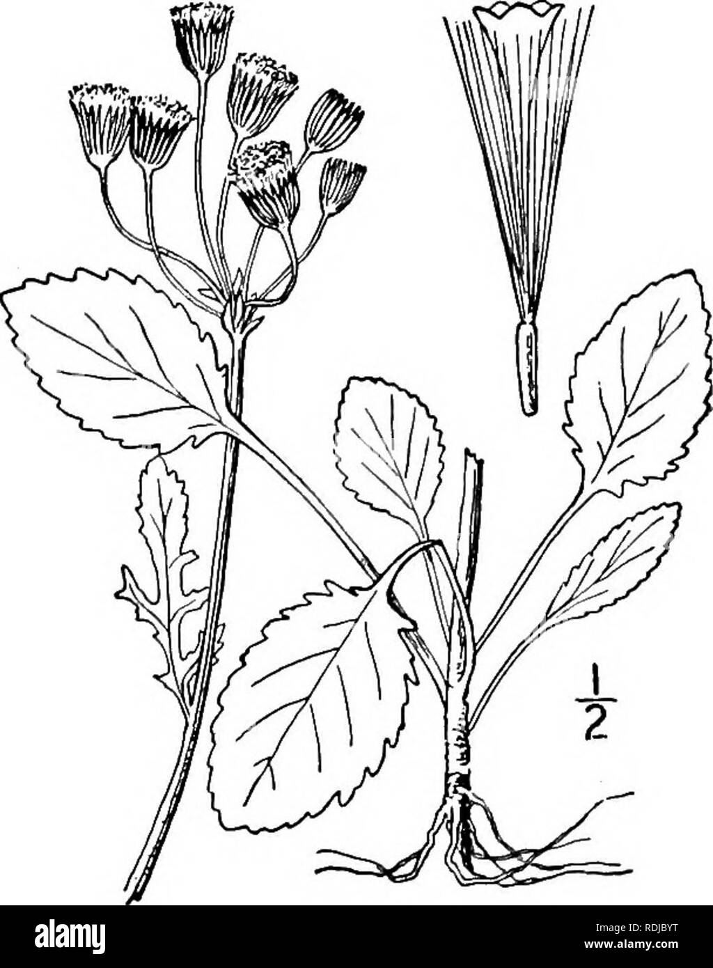 . Eine Illustrierte Flora von der nördlichen USA, Kanada und die britischen Besitzungen, von Neufundland zu den Parallelen der südlichen Grenze von Virginia, und vom Atlantik westwärts zu den 102 d Meridian. Botanik; Botanik. Senecio pseudaureus Rydb. (. S. semi-cordatus Mac kenzie &Amp; Bush), des Rocky Mountain region, unterschiedliche durch die elliptisch länglich oder breit basalen Blätter, reicht Ost-west-Bezirk in North Dakota und Missouri. 17. Senecio discoideus (Haken) Britton. Northern Squaw - Unkraut. Abb. 4626. Senecio aureus var. discoideus Haken. Fl. Bor. Standort. 1: 333-i 833 - Senecio discoideus Britt Stockfoto