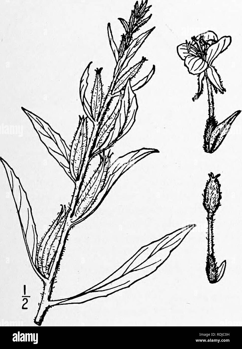 . Eine Illustrierte Flora von der nördlichen USA, Kanada und die britischen Besitzungen, von Neufundland zu den Parallelen der südlichen Grenze von Virginia, und vom Atlantik westwärts zu den 102 d Meridian. Botanik; Botanik. Oenothera Lamarckiana Ser., einem großen blühenden Pflanze, in der einige Funktionen zwischen 0. biennis und O. grandiflora, nicht unbedingt in der wilden Zustand bekannt, aber häufig kultiviert, offenbar in der Alten Welt Gärten über hundert Jahren. Epilobium muricata L. nördlichen Evening-Primrose. Abb. 3039. Epilobium muricata L. Syst. Ed. 12, 263. 176 Stockfoto