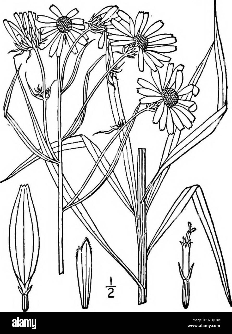 . Eine Illustrierte Flora von der nördlichen USA, Kanada und die britischen Besitzungen, von Neufundland zu den Parallelen der südlichen Grenze von Virginia, und vom Atlantik westwärts zu den 102 d Meridian. Botanik; Botanik. Gattung 66. THISTLE FAMILIE. 3. Helianthus angustifdlius L. Schmal-Leaved oder Sumpf Sonnenblume. Abb. 4463. Helianthus angustifolius L. Sp. PI. 906. 1753. Mehrjährig von schlanken Wurzelstöcke; Stängel oben, oder Einfache verzweigte, schlank, raue oder Herber vor, oft hir-sute" weiter unten, 2°-y° hoch. Blätter fest, ganze, Stiellose, lineare, leicht Scabrous, selten etwas Stöcke Stockfoto