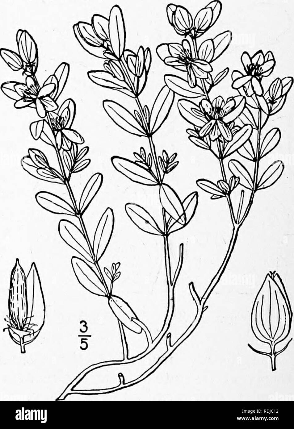 . Eine Illustrierte Flora von der nördlichen USA, Kanada und die britischen Besitzungen, von Neufundland zu den Parallelen der südlichen Grenze von Virginia, und vom Atlantik westwärts zu den 102 d Meridian. Botanik; Botanik. 2. Asc 3 rrum hypericoides L. St. Andrew's Cross. Abb. 2880. Ascyrum hypericoides L. Sp. PI. 788. 1753. Ascyrum Crux-Andreae L. Sp. PI. Ed. 2, 1107. 1763. Niedrig, viel von der Basis, diffus oder Aufsteigend verzweigten, s'-io" hoch. Stämme und Äste Flachbild-tened und 2-schneidige; Blätter länglich oder eiförmig, Stiellose, verengt und 2-drüsenzellen an der Basis, I-II', lang, 2"-4&q Stockfoto