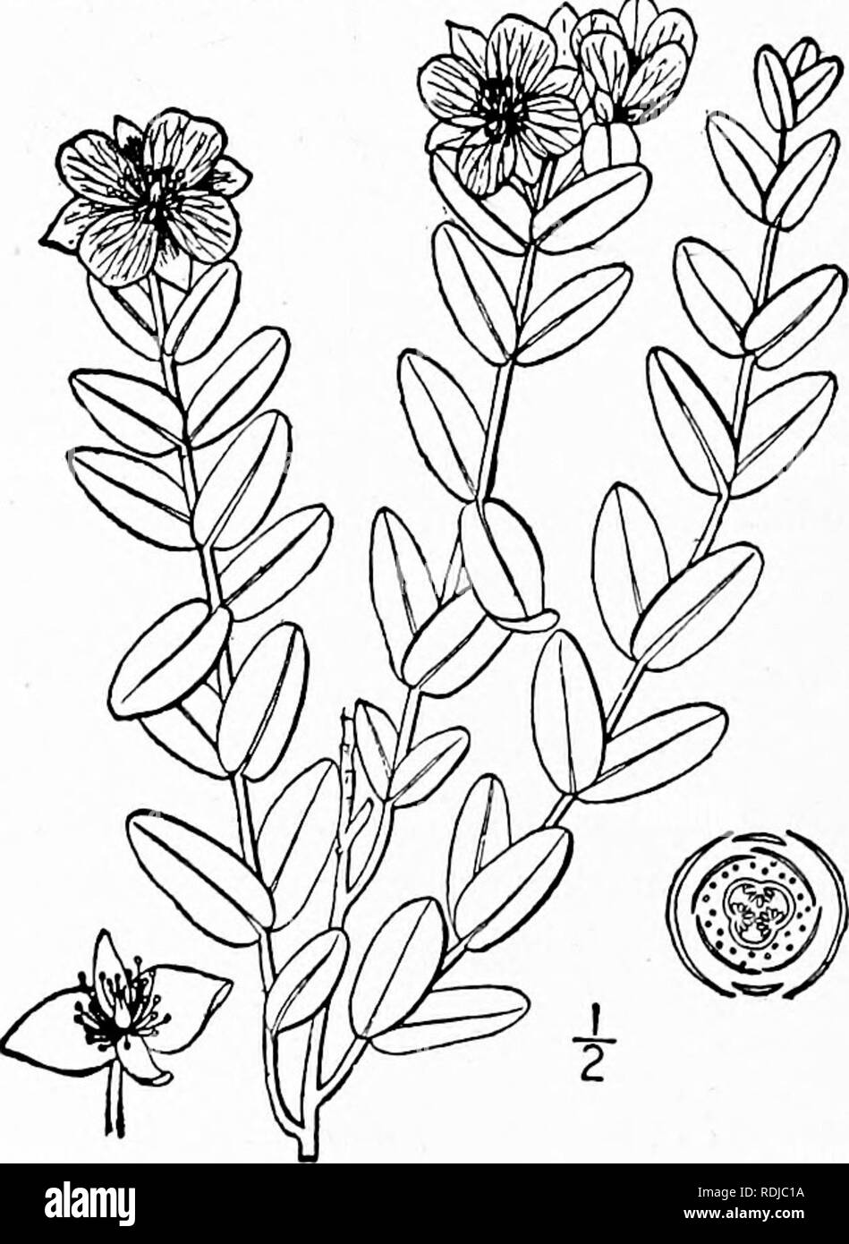 . Eine Illustrierte Flora von der nördlichen USA, Kanada und die britischen Besitzungen, von Neufundland zu den Parallelen der südlichen Grenze von Virginia, und vom Atlantik westwärts zu den 102 d Meridian. Botanik; Botanik. --.^s HYPERICACEAE. Vol. II. von 1-7 Kapseln; Stile so viele wie die fruchtblätter; Eizellen 00, in 2 Zeilen in jeder Kavität, anatropous. Obst vor allem kapselfibrose; Samen vor allem gerade; endosperm Keine. Etwa 10 Gattungen und über 300 Arten, meistens der gemäßigten und warmen Regionen. Kelchblätter 4, in ungleichen Paaren; Blütenblätter 4. ich, Ascyrum. Sepalen und petalen 5. Blütenblätter gelb, gewickelten in t Stockfoto