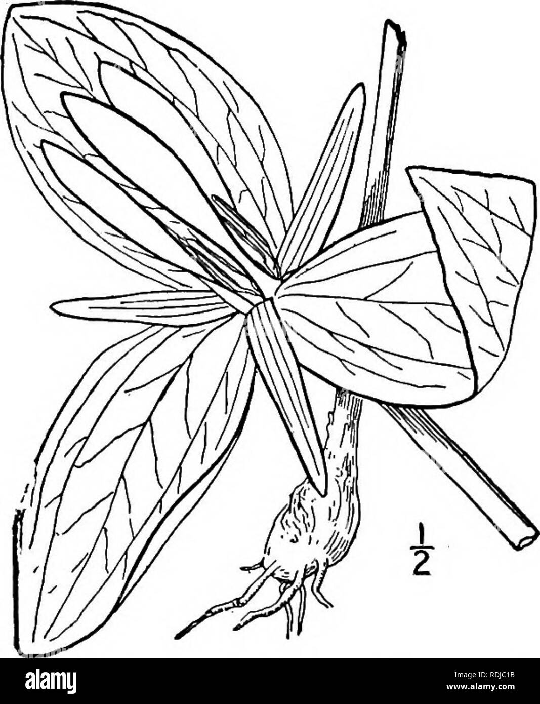 Robin Beck Stockfotos &amp; Robin Beck Bilder Alamy