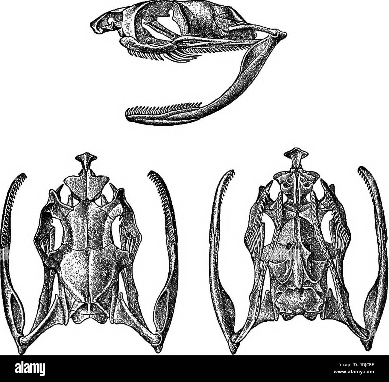 . Katalog der Schlangen im British Museum (Natural History)... Schlangen. 177. DISPHOIIBTTS. 187 gegabelte ectopterygoid; Zähne Kleine, 7 oder 8, die von drei sehr große geriffelte Reißzähne unter dem Auge befindet, mandibulares Zähne subequal. Kopf deutlich vom Hals, mit verschiedenen oanthus rostralis; Auge sehr groß, mit runder Pupille; verstopfte Gesamte. Körper sUghtly komprimiert; scaJes sehr schmal, schräg, mehr oder weniger stark gekielt, mit apikaler Gruben, in 19 oder 21 Zeilen; ventrals abgerundet oder obtusely Anwinkeln seitlich. Schwanz lang; subcaudals in zwei Zeilen. Tropische und Südafrika. Abb. 14.. Schädel des Disp Stockfoto