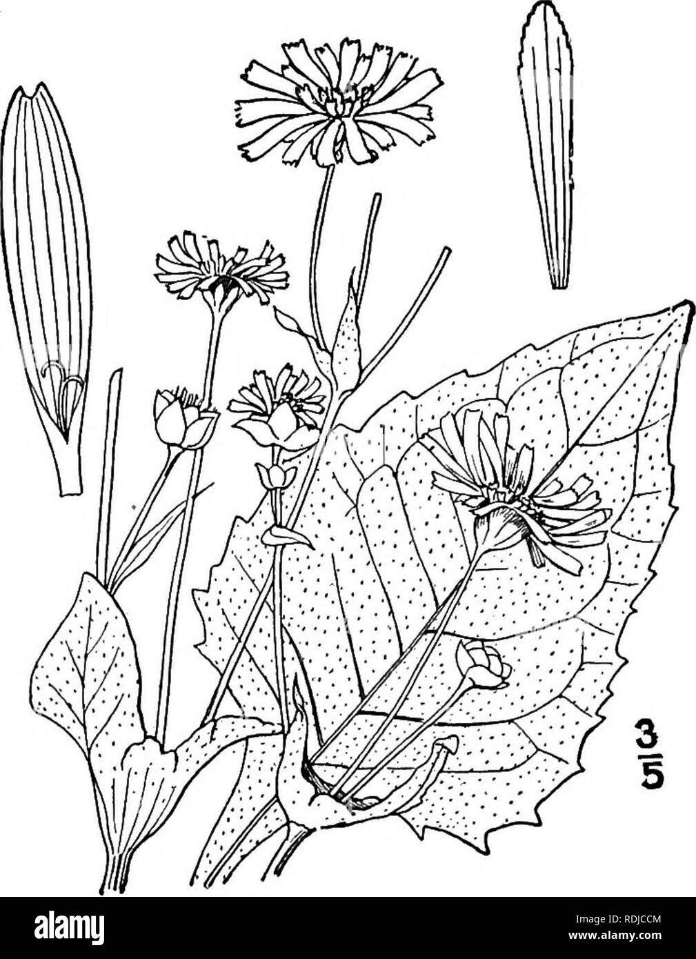 . Eine Illustrierte Flora von der nördlichen USA, Kanada und die britischen Besitzungen, von Neufundland zu den Parallelen der südlichen Grenze von Virginia, und vom Atlantik westwärts zu den 102 d Meridian. Botanik; Botanik. 460 COMPOSITAE. Vol. III Serie, pistillate, fruchtbar, die ligules zahlreiche, linear. Festplatte - Blumen perfekt, aber steril, die korolla röhrenförmig, 5-Zahnriemen, der Stil ungeteilt. Antheren minutiös 2 - gezahnte oder ganze an der Basis. Achenes breit, Dorsal abgeflacht, 2-winged, eingekerbte an der Spitze. Pappus keine, oder von 2 Grannen konfluent mit den Flügeln des achene. [Griechischen Stockfoto