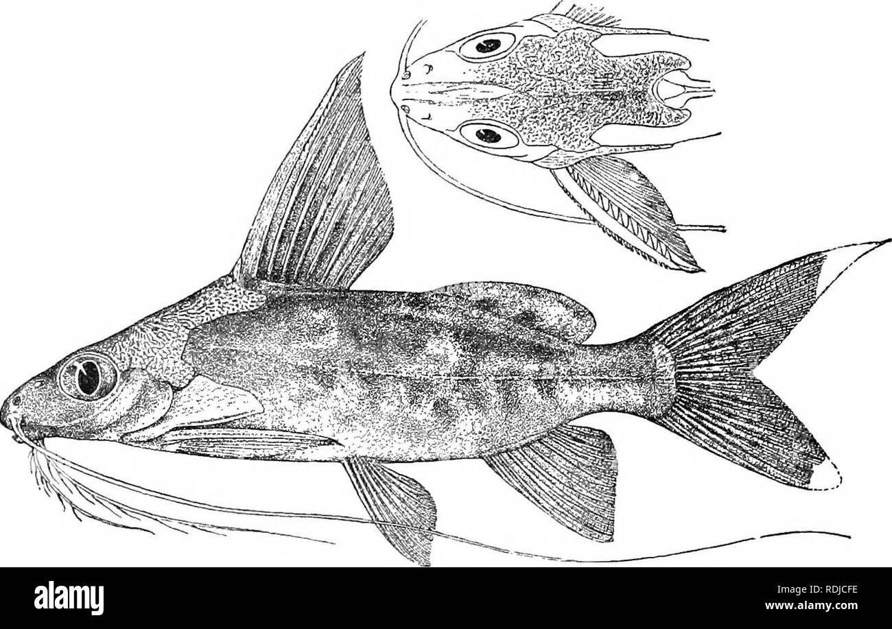 . Katalog der Süßwasser-Fische von Afrika in das British Museum (Natural History)... Fische; Süßwasser-Tiere. 454 SILUBID. E. tief eingekerbt, obere lobe oft in eine Filament verlängert. Kaudale Stiel fast so lang wie tief. Gelb oder blass braun, marmoriert mit dunkel braun, der Geröntgt flossen beschmutzt mit dunklen Braun; junge Dunkelbraun, mit zwei oder drei gelbe Wellenlinie cross-Bands. Gesamtlänge 240 Millim. Kongo. 1. Ad. Matadi, unteren Kongo. • 2. Typ. Kinshassa, Stanley Pool. 3. Ad. Monsembe, oberen Kongo. 4-6. Hgr. &Amp; yg - Bikoro, L. Tumba, Upp. Kongo 7-9. Ad. Oberen Kongo. 10. Hgr. Banzyv Stockfoto