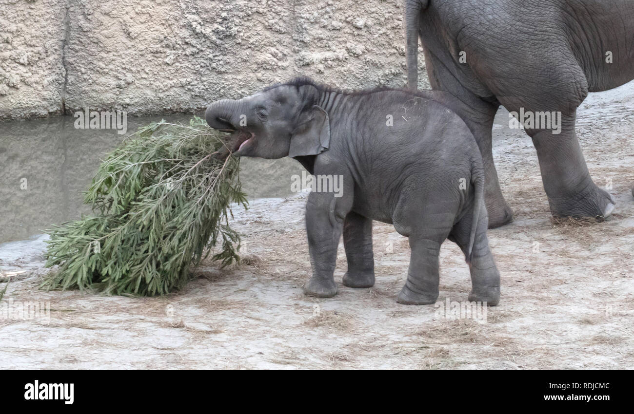 Baby bull Elephant essen einen Weihnachtsbaum Stockfoto