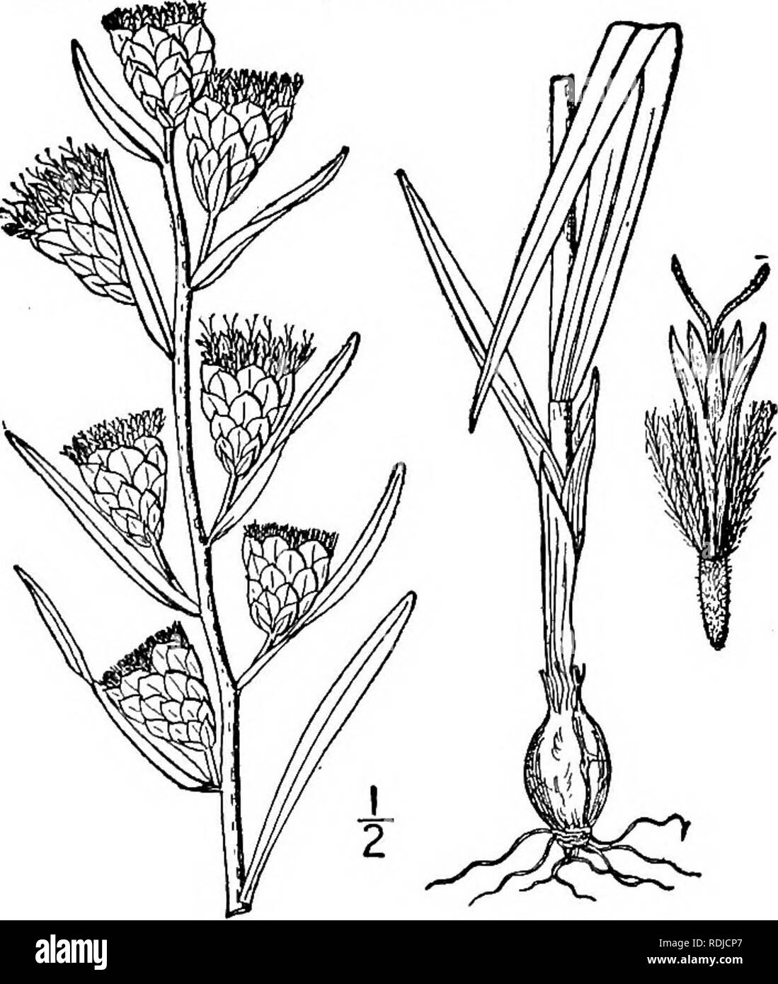 . Eine Illustrierte Flora von der nördlichen USA, Kanada und die britischen Besitzungen, von Neufundland zu den Parallelen der südlichen Grenze von Virginia, und vom Atlantik westwärts zu den 102 d Meridian. Botanik; Botanik. Gattung 8. THISTLE FAMILIE. 365 Rohr schlank, seine Gliedmaßen S-Gelappt oder S-Spalte. Antheren stumpf an der Basis. Stil - Branchen elon - gated, stumpf oder an der Spitze abgeflacht. 10 Achenes geripptes, schlank, verjüngt sich der Basis. Pappus von 1 oder 2 Reihe von schlanken barbellate oder Plumose Borsten. [Latein, eingesäumt, vom Aussehen der Köpfe.] Über 35 Arten, Ureinwohner von Osten Stockfoto