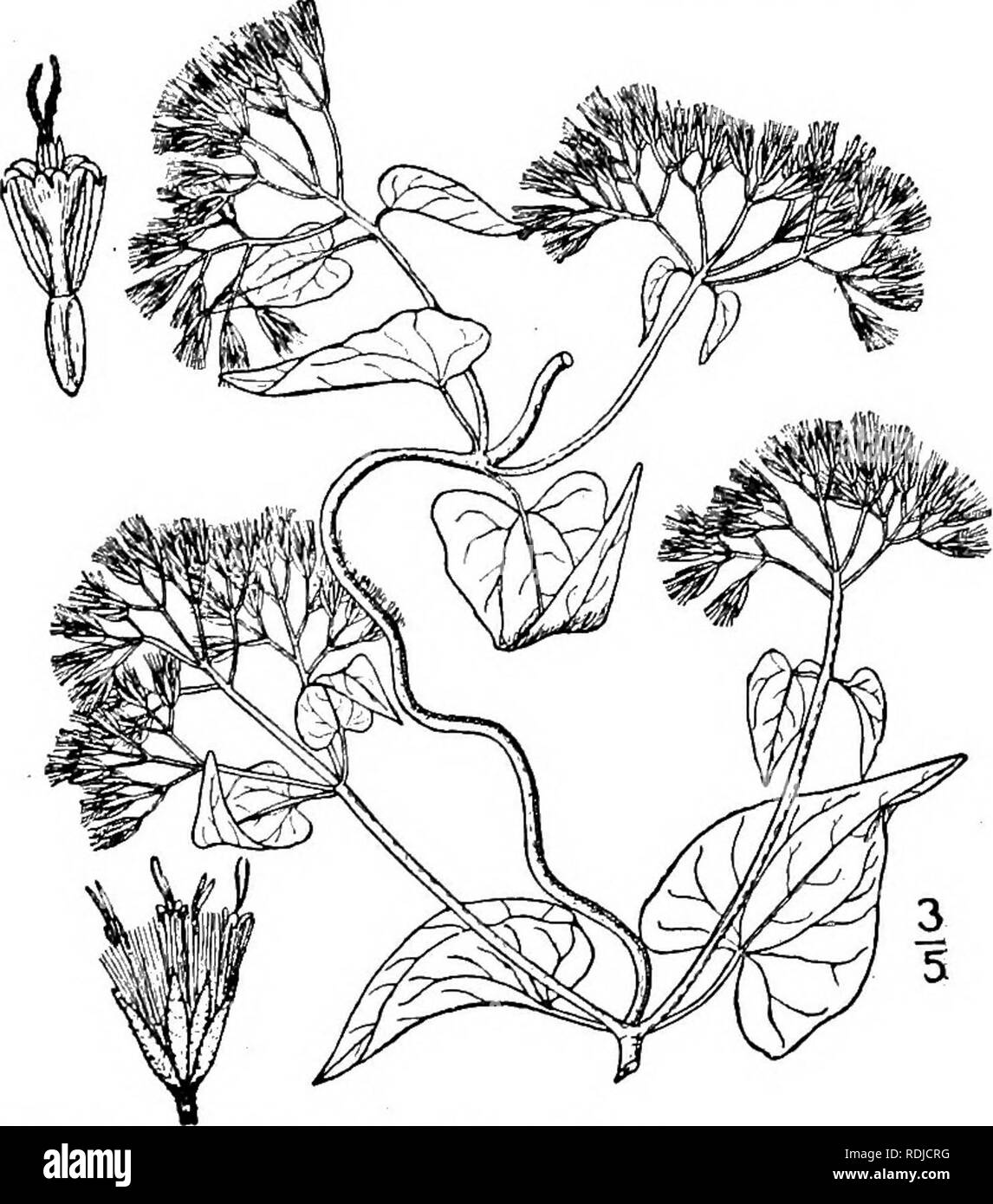 . Eine Illustrierte Flora von der nördlichen USA, Kanada und die britischen Besitzungen, von Neufundland zu den Parallelen der südlichen Grenze von Virginia, und vom Atlantik westwärts zu den 102 d Meridian. Botanik; Botanik. Gattung 5. THISTLE FAMILIE. 363 regelmässige, seinen Schlauch schlank, die Extremität glockenförmig, 5-Spalte. Antheren gesamte und stumpf an der Basis. Stil - Branchen länglich, acutish. Achenes truncate, 5-eckig. Pappus zahlreicher Kapillar Borsten. [Zu Ehren von Joseph Gottfried Mikan, 1743-1814 Professor in Prag.] Über 150 Arten, Ureinwohner Amerikas. Neben den nachfolgend aufgeführten, zwei Stockfoto