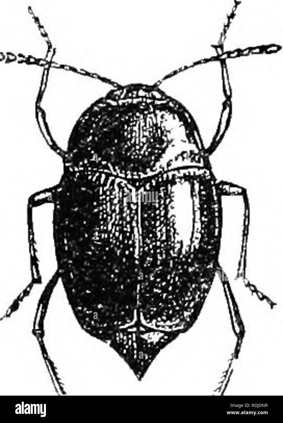 . Eine illustrierte Beschreibender Katalog Der coleoptera oder Käfer (exklusive der Rhynchophora) bekannt in Indiana zu kommen: Mit Bibliographie und Beschreibungen von neuen Arten. Käfer. 402 FAMILIE XIII. SCAPHIDIID^ aO. 6b. Flügeldecken schwarz ohne Flecken. 042 Ich. var. piceum. iia. Flügeldecken ohne coai-se discal Punktionen, jeder in der Regel mit zwei marginalen Flecken von hellem Gelb. ' 942 b. var. onuTEBATUM. * 942 (2975). Scaphidium quadeiguttatum Sagen, Journ. Phil. Acad. Nat. Â Sci., krank, 1^2?,. 198; ibid. II, 126. Oval, gewölbt, kahl. Schwarz, stark glänzend; Flügeldecken mit Flecken in den erwähnt. Thorax Stockfoto