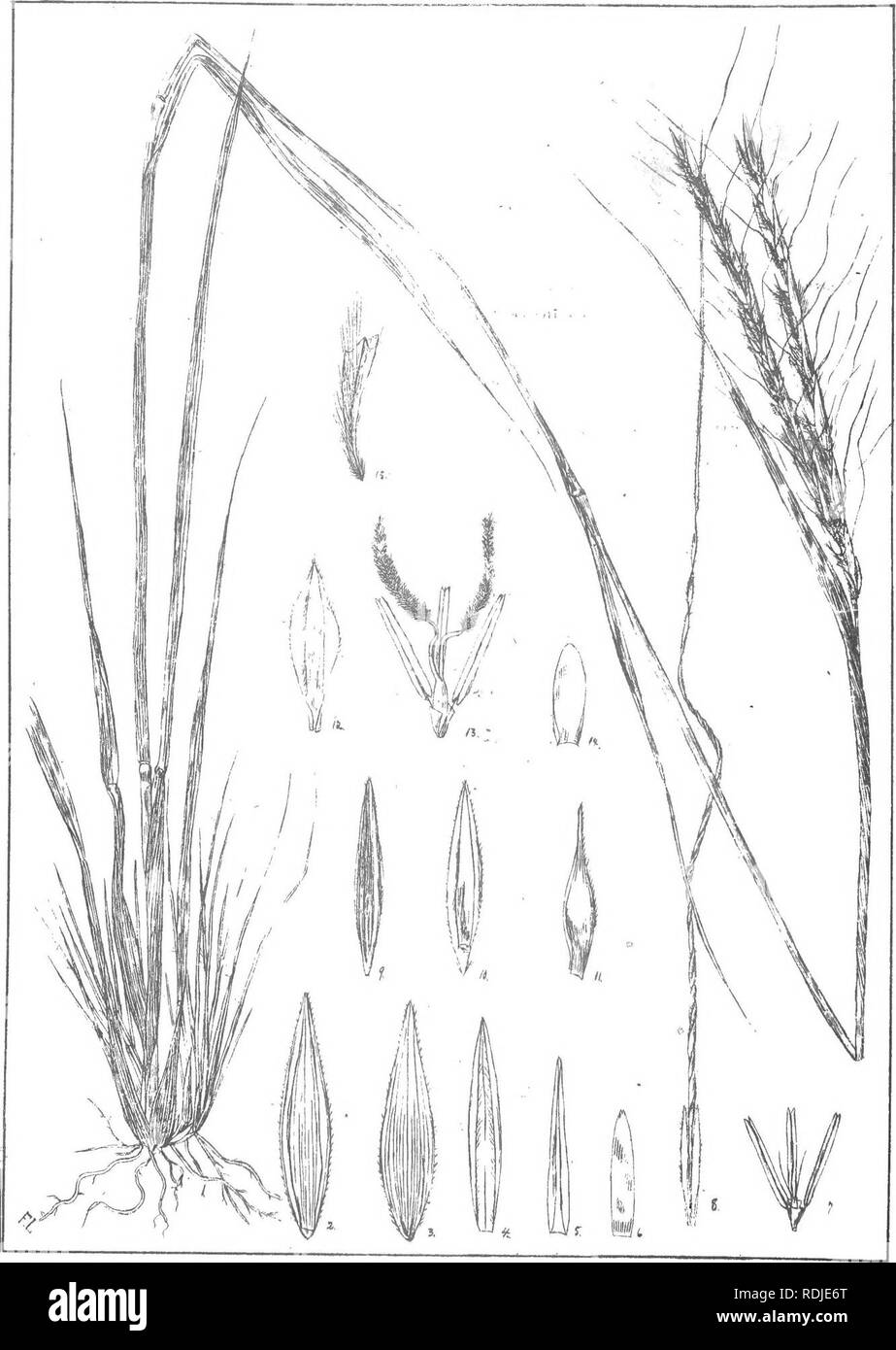 . Natal Pflanzen: Beschreibungen und Abbildungen von Natal einheimischen Pflanzen, mit Hinweisen auf ihre Verteilung, wirtschaftlichen Wert, einheimischen Namen, &Amp; C., / von J. Medley Holz und Maurice S. Evans. Unter der Schirmherrschaft von Natal Regierung und Durban Botanischen Gesellschaft veröffentlicht. Botanik. . Platte 115. Androppgon scbrensis^ HochslYaranguslifoHa, Slapf. Bitte beachten Sie, dass diese Bilder sind von der gescannten Seite Bilder, die digital für die Lesbarkeit verbessert haben mögen - Färbung und Aussehen dieser Abbildungen können nicht perfekt dem Original ähneln. extrahiert. Holz, John Medley, 1827-1914; Evans, Maurice S. Stockfoto