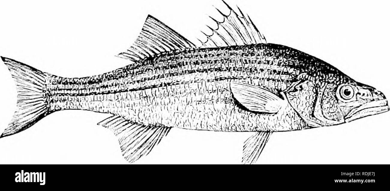 . Natürliche Geschichte der Tiere;. Zoologie. Sl' INE-finned Fische. 125 Abb. 190. - Gelber Barsch. Abb. 191. - Brachsen.. Abb. 192. - Striped Bass. Abb. 193.- Stargazer. v^-:-^-*--; -:;.?:^^m^Abb. 194. - Meer Robin Abb. 195. - Stickle - zurück. Abb. 196. - Darter.. Bitte beachten Sie, dass diese Bilder sind von der gescannten Seite Bilder, die digital für die Lesbarkeit verbessert haben mögen - Färbung und Aussehen dieser Abbildungen können nicht perfekt dem Original ähneln. extrahiert. Tenney, Sanborn, 1827-1877; Tenney, Abby Amy Gove, 1836 -. New York, Cincinnati [etc. ] American Book Co Stockfoto