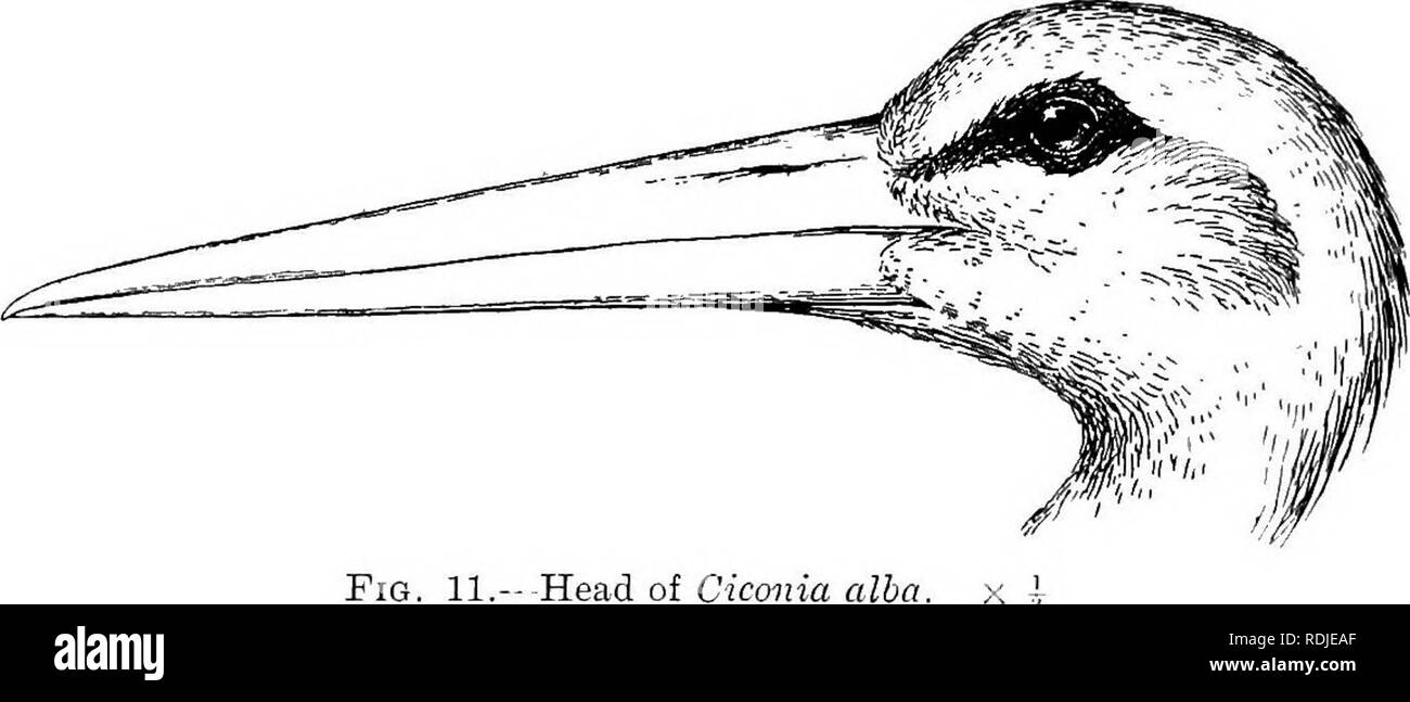 . Die Vögel von Südafrika. Vögel. 38 OICONIID * CIC 0 NI 4. Belli, Zool. 1882, S. 423; Sharije, hrsg. LayarcVs B.S. Afr. S. 728 (1884); Seebolim, Ibis, 1887, S. 345; Kirhy, spukt, Wild, S. 559 (1896); Bryden, Nat. und Sport, S. 44 (1897); Woodward Bros., Natal B S. 199 (1899); Haagner, Ibis, 1902, S. 574; Weiß-Kopf, Ibis, 1903, S. 237. Cioonia ciconia, Shelley, B. Afr. I, S. 159 (1896); Sharpe, Cat. B.M. XXVI, S. 299 (1898); Beichenow, Vog. Afr. I, S. 345 (1901). "Große Heuschrecke Vogel" der Englischen, "Springhaans Vogel" des Niederländischen; "Ingolantete" von Th Stockfoto