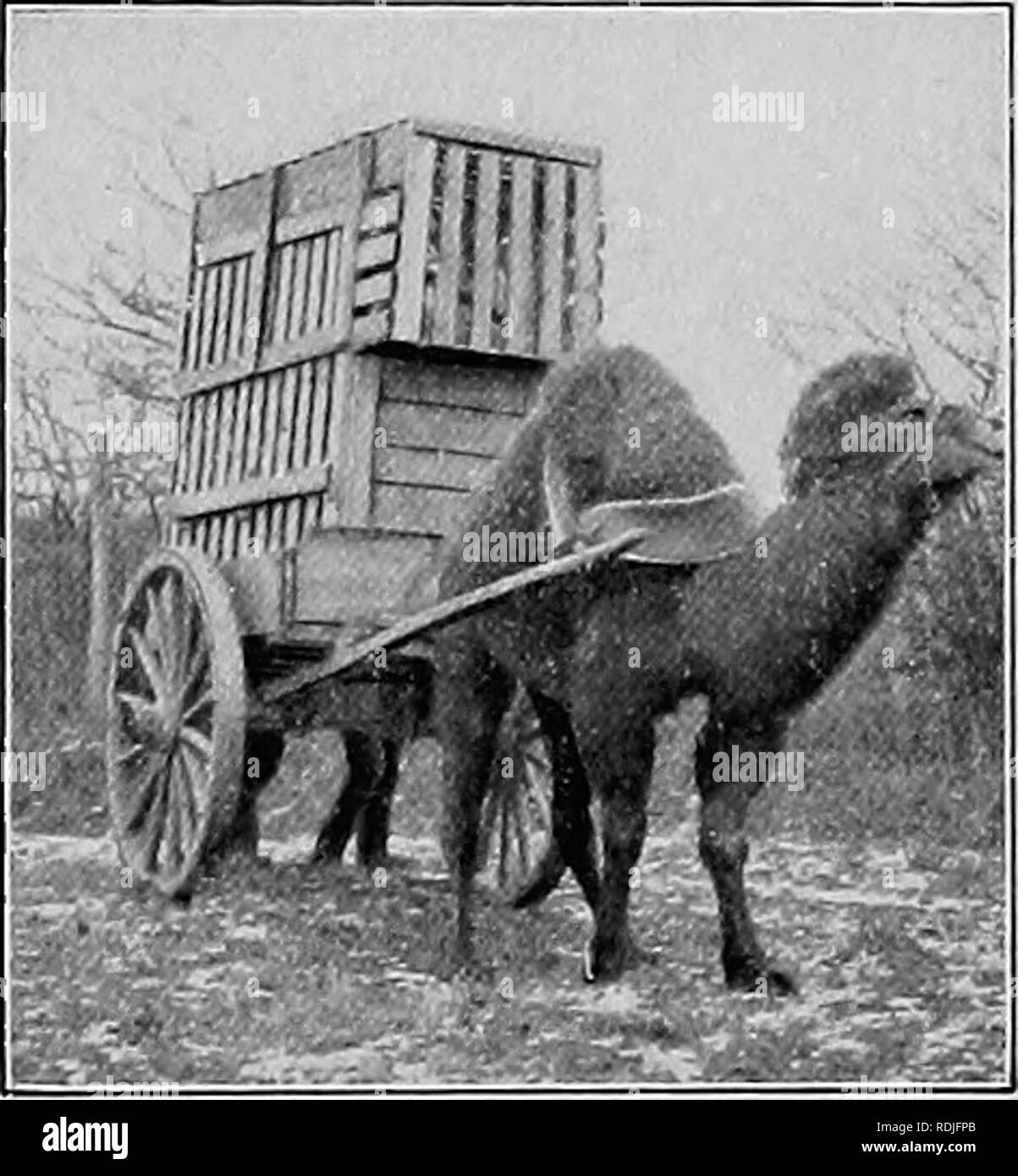 . Tiere & Amp; Männer; Erfahrungen für ein halbes Jahrhundert unter den wilden Tieren;. Tiere. Wie WILDE TIERE WERDEN gefangen, 47 Frage von nicht geringer Schwierigkeit. Darüber hinaus Erzählungen von Reisenden über die wunderbare Tiere, erwischt zu werden - die aber noch nie erwischt worden - viele Expeditionen nach fruchtlosem Besorgungen zu senden. Die ägyptischen Sudan ist eine der reichsten und unerschöpflichen Quellen des tierischen Lebens. Diese Region ist von Enor-mous Umfang. Eine der besten kennen es, mein alter Freund und treuer Mitarbeiter, Josef Menges, der weltweit Reisenden, sprechen, sagt: "Sprechen weit, o Stockfoto