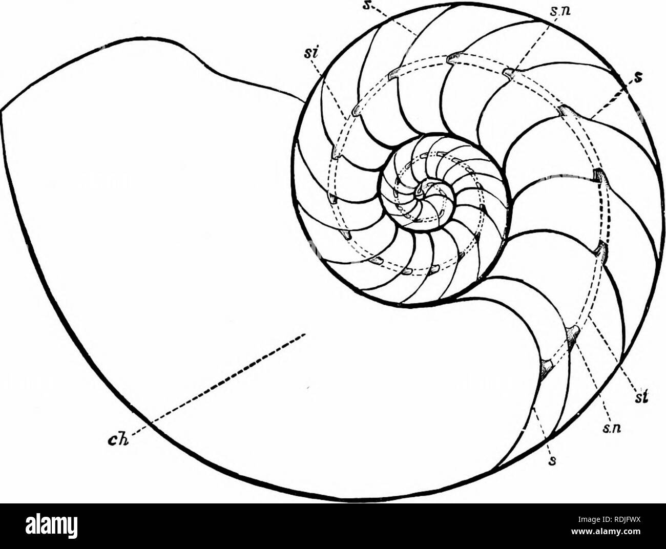 . Ein Handbuch der Zoologie. XI STAMM MOLLUSCA 299 entweder acht oder zehn lange, hochgradig erweiterbaren und kontraktilen Fortsätzen, die Arme, die inneren Oberflächen sind mit zahlreichen Sauger heimgesucht, wodurch diese leistungsstarke greifen Organe. Diese werden in einem stirnreif um den Mund angeordnet. Den hinteren Teil des Fußes wird zu vertreten werden durch den Trichter, eine große Röhre, durch die Wasser ist. Abb. 184. - Abschnitt der Schale Nautilus potnpilius, zeigt die Septen (s, s), die septal Hälse (s. "., J. 11.), der siphuncle (si, Hy gestrichelte Linien dargestellt) und den großen Körper-Kammer (l/i). (F Stockfoto
