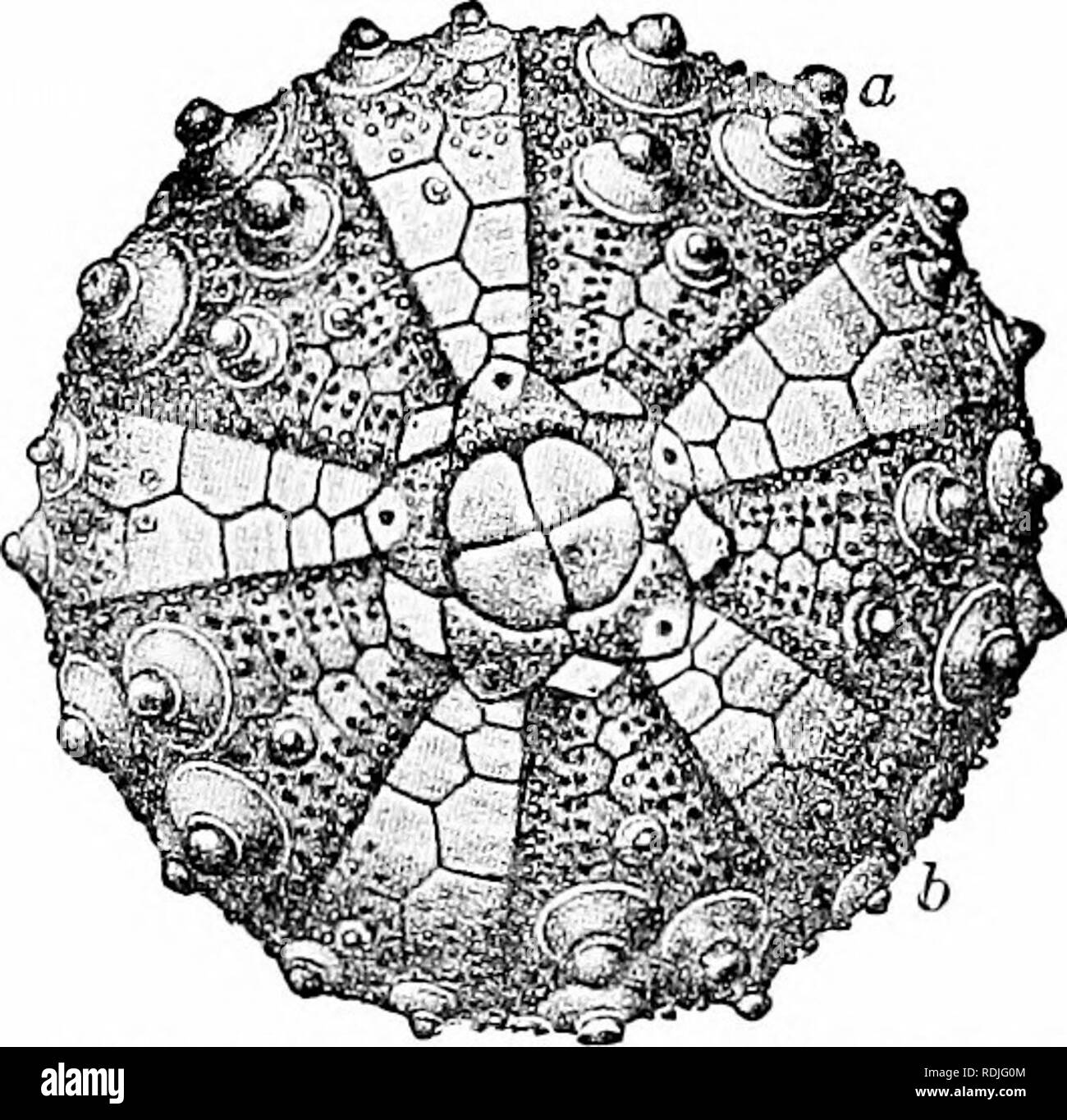 . Ein Handbuch der Zoologie. Zoologie. Abb. 299. Abb. Abb. Abb. 299.- Echinosphcrriles aiiranlium (von zittel). 300.- FeiUremiles Jiorcalis (von zittel). Seitliche, oral, und aboral Ansichten. Siib Klasse IV. Blastoidca. Arme fehlt; der Mund durch fünf petaldyke ambulacral umgeben. Die Gruppe wird am Ende des Silur und stirbt mit dem Karbon. Penlremiles (Abb. 300). Klasse IV Die Seeigel (Echinoidea). Die Struktur der Seeigel ist am besten in der sphärischen Formen (Feigen verstanden. 301, 303). Mund und Anus liegen an entgegengesetzten Pole der Hauptachse, jede Öffnung sofort Sur - abgerundet durch Stockfoto