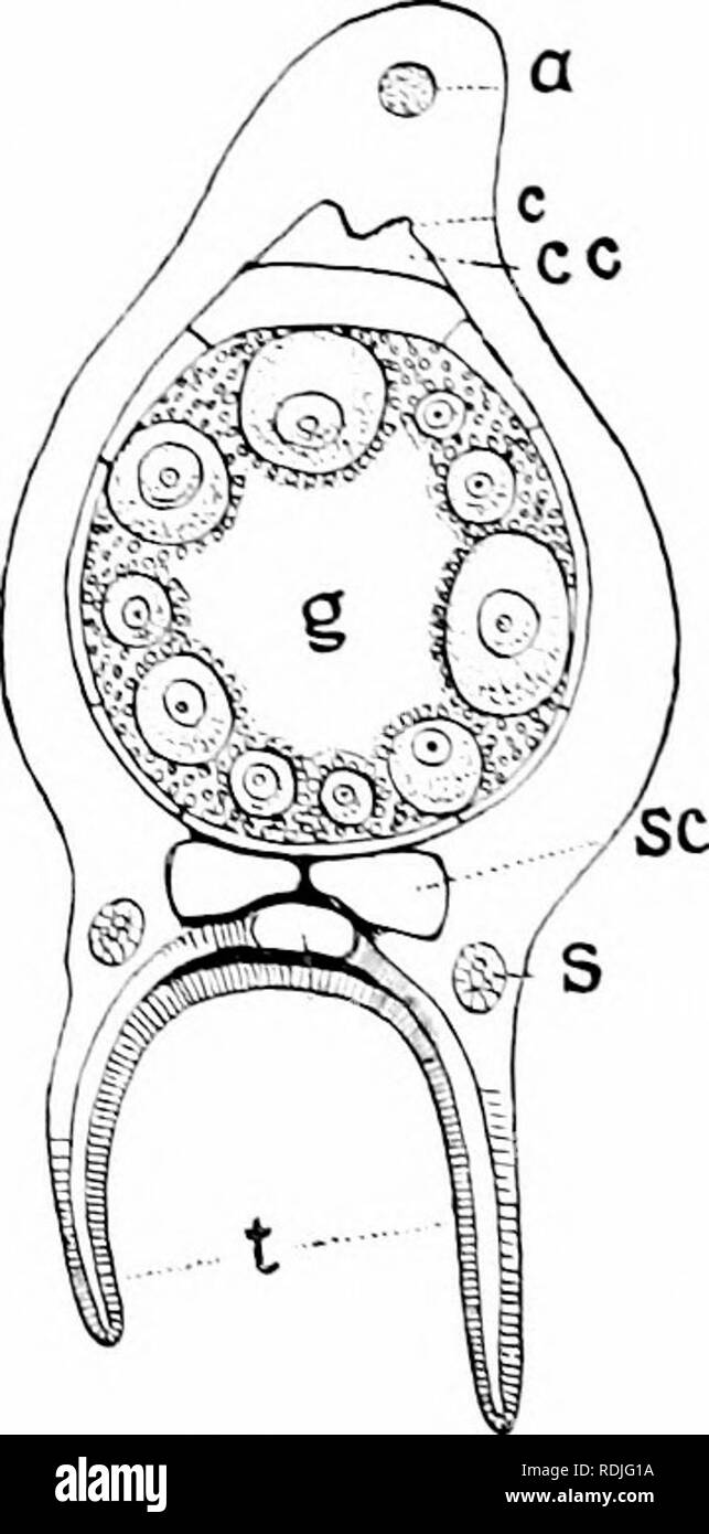 . Ein Handbuch der Zoologie. Zoologie. Ftr, Roy. Fio. ; OS. Abb. 207.- (" (ral-Bereich der crinoid {Aiihlivi). Sho" iiig durch gestrichelte Linien im Laufe der Darm aus dem Mund [Joh) zum Anus [ay. , C. ciliated Nuten, die von den Armen zu den Mund (orig. l. Fie.. r () S.-Querschnitt von iiinnula AiiIl! oii Rafter FudwigV j, axiale nere Netzkabel; (", eiliateil Cups; ee, cadiae Canal; l;. keimdrüse;, n; saeculi. vc. subtentaeular eanal;.', Tentakeln. Um es. ARTICUL. T. (XcocrlnoideaV. Vifbtilaeral Nuten öffnen, theca mit kompakten, in jiart beweglich artikuliert, Teller. Diese Bestellung links l Stockfoto