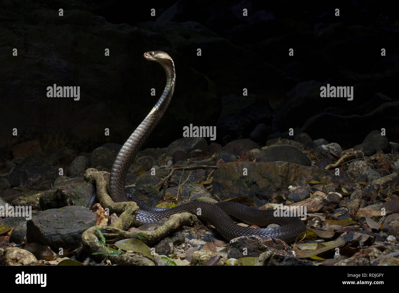 Monocled Kobra, Naja kouthia ist ein giftiges elapidae Schlangen in Südostasiatische Länder wie Malaysia, Singapur, Thailand, Brunei und Borneo gefunden. Stockfoto