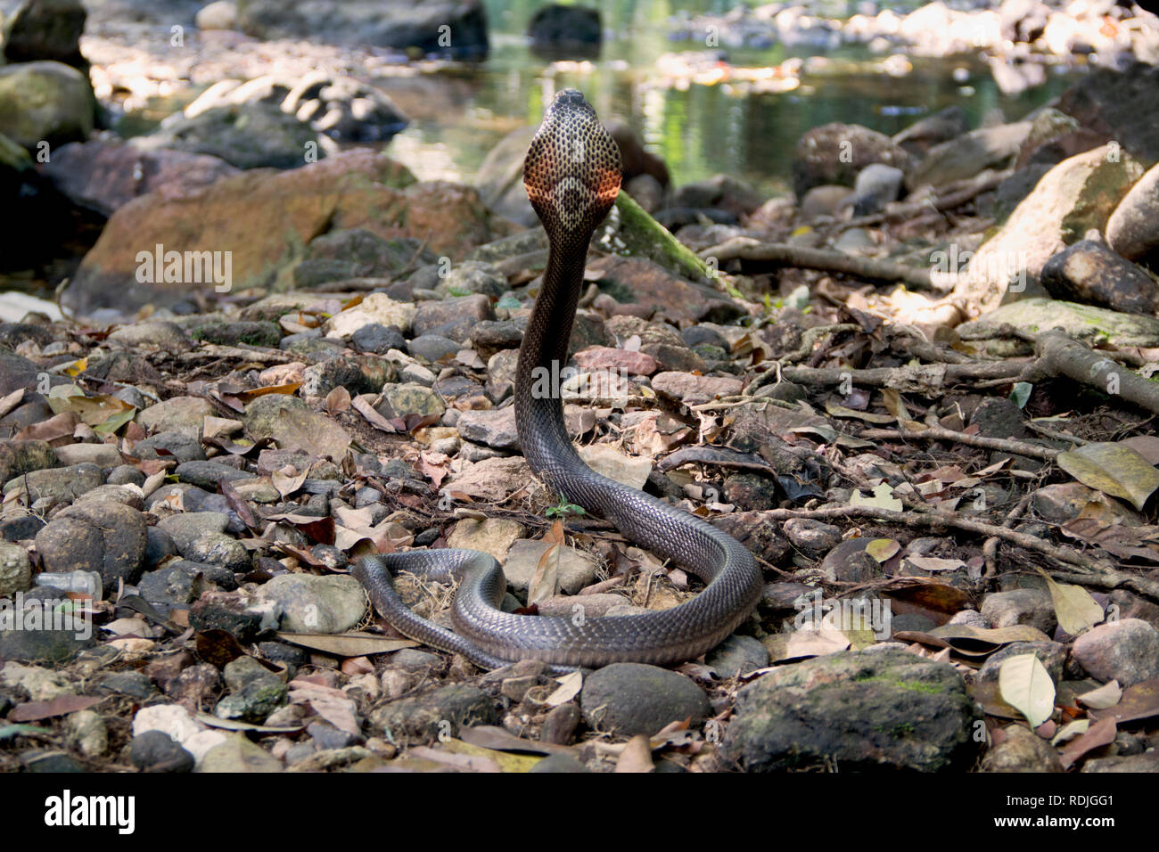Monocled Kobra, Naja kouthia ist ein giftiges elapidae Schlangen in Südostasiatische Länder wie Malaysia, Singapur, Thailand, Brunei und Borneo gefunden. Stockfoto