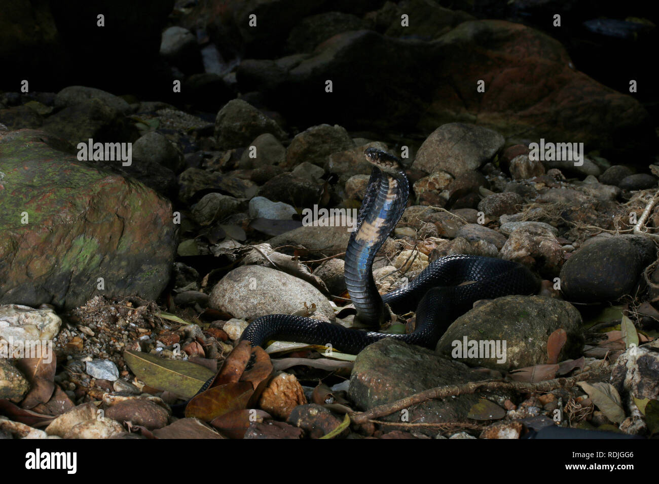 Monocled Kobra, Naja kouthia ist ein giftiges elapidae Schlangen in Südostasiatische Länder wie Malaysia, Singapur, Thailand, Brunei und Borneo gefunden. Stockfoto