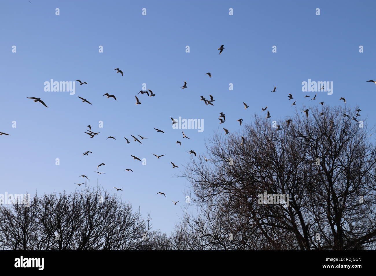 Atemberaubende Beflockung Vögel Stockfoto