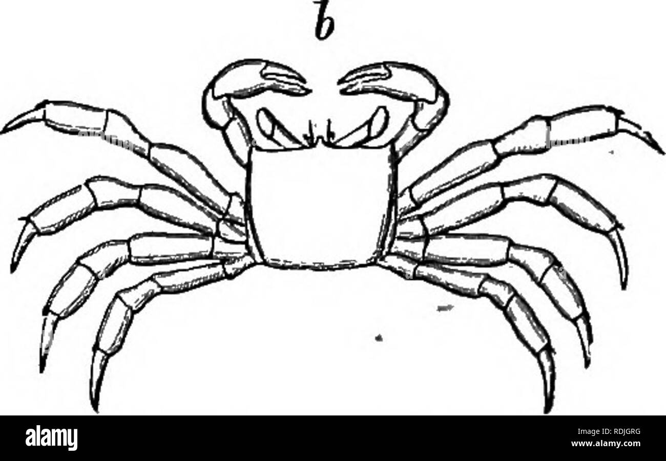 . Das Leben der Tiere durch die natürlichen Bedingungen der Existenz betroffen. Tierökologie. Abb. 57,- a, Zvpea^ ein Schwimmbad Krabbe, die nur in Wasser atmet; 6, Okt/Podaj ein marine Krabben, die sich leicht in Wasser erstickt. Mit ein paar weitere Beispiele. Er zeigte, dass die Ocypoda, die davon lebt die Hälfte seiner Zeit auf dem Land und im Teil atmet Luft (Abb. 57, h) können einfach ertrunken sein, wenn es im Meer gehalten wird - Wasser, die noch genügend Sauerstoff enthält, damit ein lupea diacantha sich perfekt zu erholen, als sie fast durch die in der Luft gehalten werden getötet wurde. Daraus folgt, dass die osmotische Kraft der Atemwege Haut Stockfoto