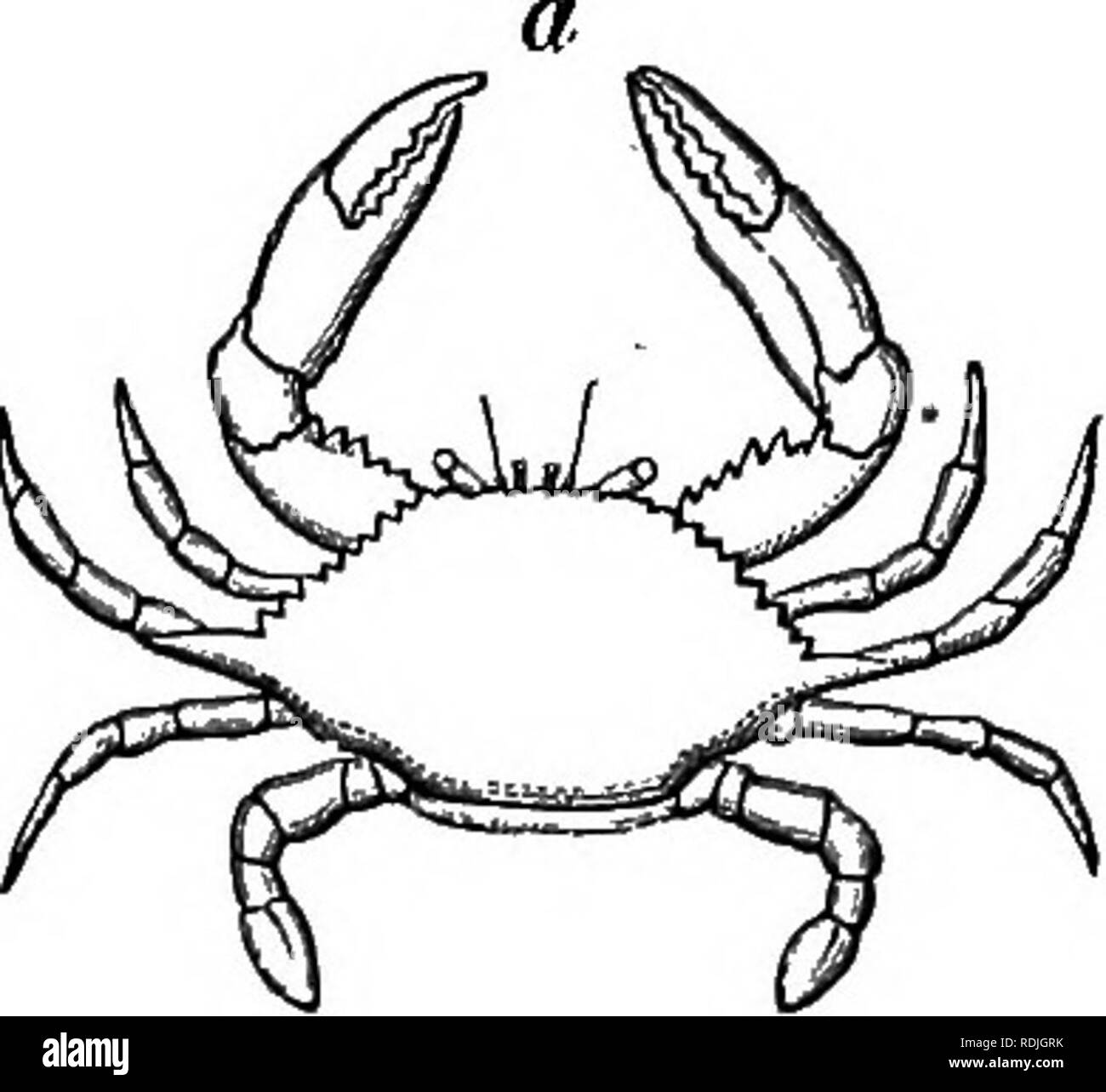 . Das Leben der Tiere durch die natürlichen Bedingungen der Existenz betroffen. Tierökologie. 196 THM EINFLUSS DER UNBELEBTEN SUREOUNDINGS. Fluss cray-Fisch. sind im stagnierenden Wasser gehalten, so bald sterben für Sauerstoff, oder Sie beenden es und bevorzugen es, in der Luft zu leben; es ist bekannt, dass sie für die Beförderung in feuchten Moos verpackt werden, und nicht in Wasser. Weiter Zurück habe ich bereits erwähnt (siehe S. 172), die Fische sind ertrunken, wenn Sie verhindert sind in Ergänzung zu der Menge an Luft, die sie aus dem Wasser, die für ihre Atmung unzureichend ist, ableiten, durch Schlucken von Luft an der Oberfläche. Fritz Miiller hat Stockfoto
