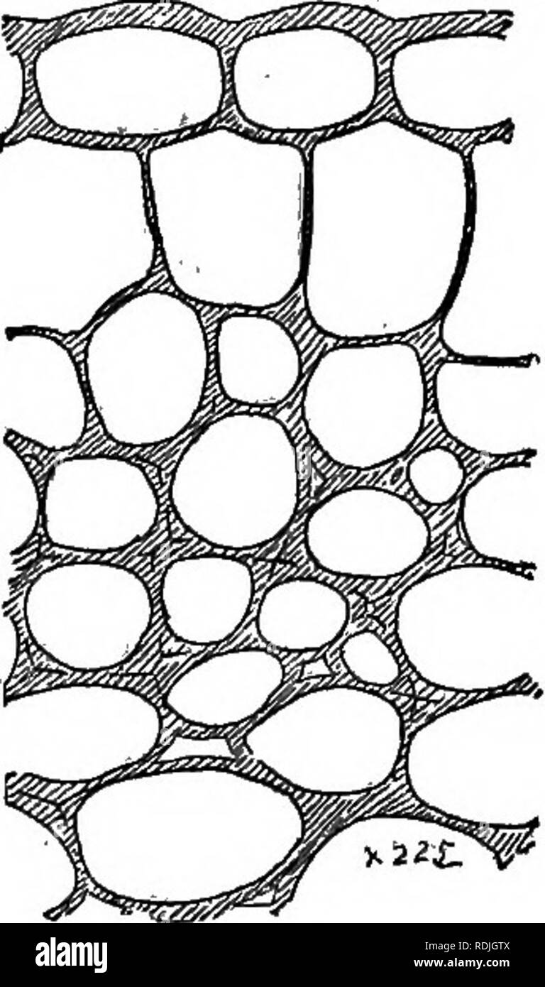 . Die Elemente der Botanik umarmen organography, Histologie, pflanzlichen Physiologie, Systematische Botanik und wirtschaftlichen Botanik ... zusammen mit Ein vollständiges Glossar der "Botanische Begriffe". Botanik. Gewebe. 91. Rallye, als zähflüssig Ausscheidung von einigen Stielen, und den Nektar der Nektarien. ii 6. Sieb - Rohre (Abb. 209, Sie) sind Kanäle, die nicht Verholzen, farblos, in langen Abständen horizontal oder schräg Septen, die perfora-ted. Manchmal sind die seitlichen Wände sind an verschiedenen Stellen perforiert, und diese sind Sieb genannt - Discs. Durch die Perforation der proto-plasmic Inhalt der Zellen frei vereinigen. Stockfoto