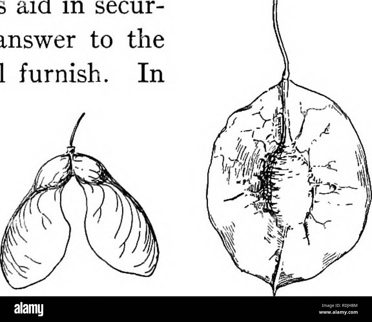 . Pflanzen Leben und Werk verwendet; eine elementare Lehrbuch, eine Stiftung für das Studium der Landwirtschaft, Hauswirtschaft oder Hochschule Botanik. Botanik. Obst 63. - Geflügelte Frucht des Ahorn. Abb. 15. - Geflügelte Frucht des hop Baum. Früchte, Samen Container, sind oft Geräte für die Sicherung der Verteilung von Saatgut, ein Prozeß, der berufen ist, Verbreitung oder samenverbreitung. Natürlich ergeben sich zwei Fragen: (1) Welches sind die Vorteile, die Samen weit verstreut? (2) Welches sind die Wege, auf denen Früchte Beihilfen in Secur-ing diese Streuung? Die Antwort auf die erste eigene Gedanke wird furnis Stockfoto