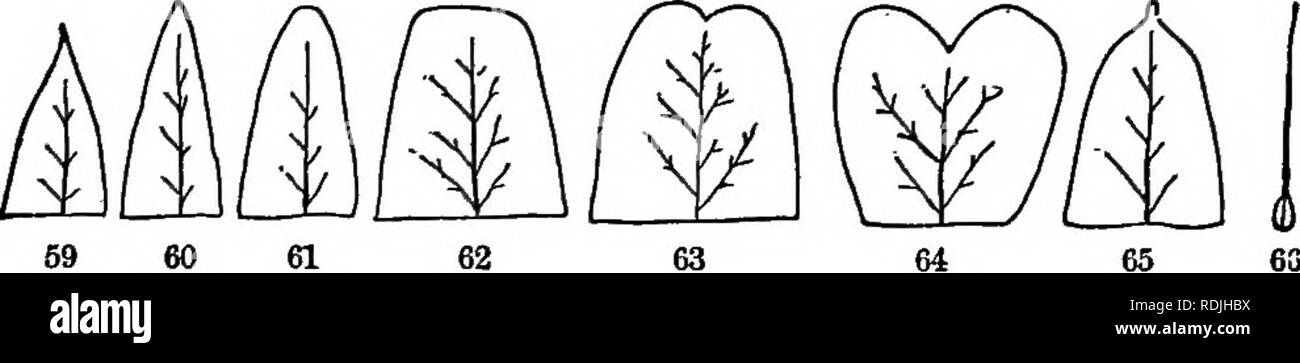 . Die Elemente der Botanik umarmen organography, Histologie, pflanzlichen Physiologie, Systematische Botanik und wirtschaftlichen Botanik ... zusammen mit Ein vollständiges Glossar der "Botanische Begriffe". Botanik. (Abb. 58); peltate (Lat. pelta, Abschirmung), wenn der Blattstiel ist zum Unter-suiface in der Mitte befestigt ist (Abb. 49). t 38. Die Spitze der Blätter können sein: zugespitzt, endet in einem längeren Punkt (Abb. 59); akute, endet in einem spitzen Winkel (Abb. 60); Stumpf, mit einem stumpfen Point (Abb. 61); 07 58 abschneiden, mit dem Ende, als ob abgeschnitten aus (Abb. 62); emarginate, eingekerbte am Ende (Abb. 63); Backenpartie, mit einer tiefen Kerbe, Stockfoto