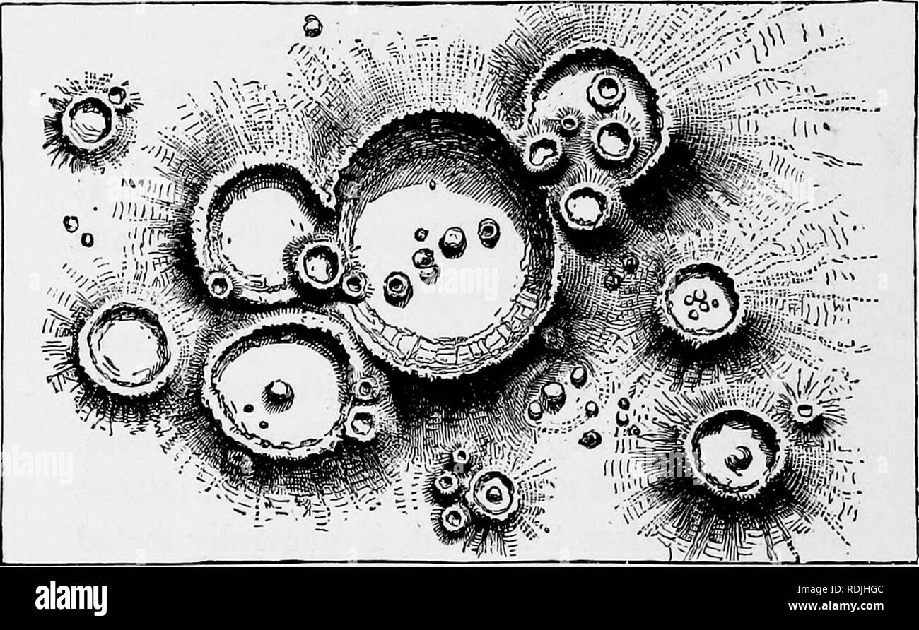 . Die Schönheiten der Natur und die Wunder der Welt, in der wir leben. Natural History; Physische Geographie; Astronomie. 380 DIE SCHÖNHEITEN DER NATUR sogar so viel wie 78-Meilen. Viele haben auch zentrale Kegel, stark ähneln denen, die unserer eigenen vulkanischen Regionen. In einigen Fällen die Krater sind fast bis an den Rand mit Lava gefüllt. Die Vulkane scheinen, jedoch alle ausgestorben zu sein; und es gibt keinen einzigen Fall. Abb. 50. - Eine Gruppe von Lunar Vulkane. in denen wir schlüssige Beweise für jede Änderung in einer Mondlandschaft Berg haben. Der Mond, der so viel kleiner ist als die Erde, gekühlt, natürlich viel schneller Stockfoto