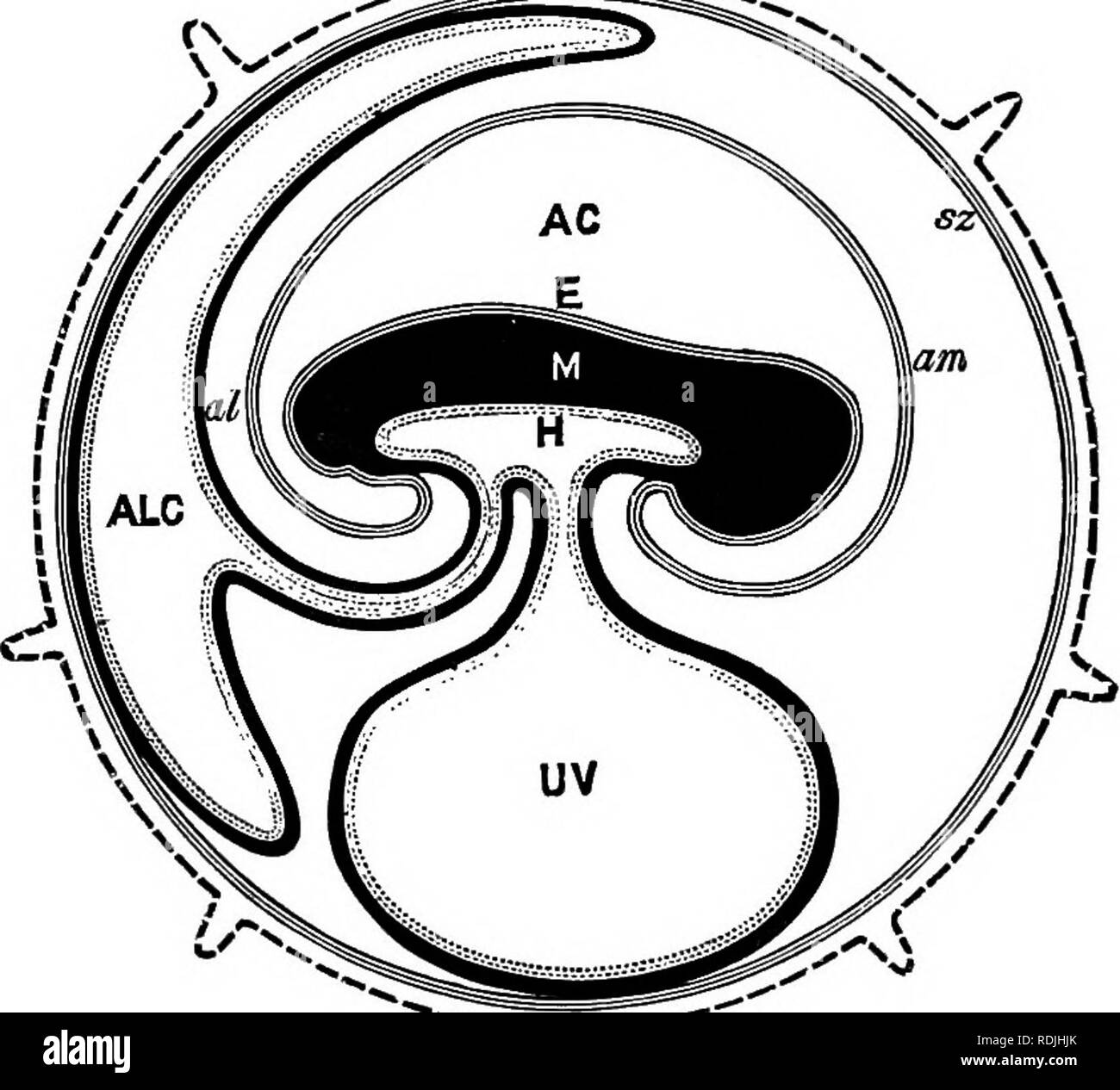 . Die Elemente der Embryologie. Embryologie. Xi.] Das CHORION. Abb. 115. ." 1 ââ-; r = £ h: - -, ich "^349. Diagramm der F (Btal Membranen von einem Säugetier. (Von Turner.) Strukturen whicli sind entweder oder in einem früheren Zeitraum der Entwicklung kontinuierlich mit jedem anderen wurden, sind durch den gleichen Charakter der Schattierung dargestellt. pc. Zona mit zotten; Sz. subzonal Membran; JE. epiblast der Embryo; bin. Amnion; AC. amnionhöhle; M. mesoblast der Embryo; H. hypoblast der Embryo; UV.umbihoal Vesikel; u.a. allantois; Alk. allantoishöhlen. kation der dorsalen Aorta und in den Körper zurück, oder selten t Stockfoto