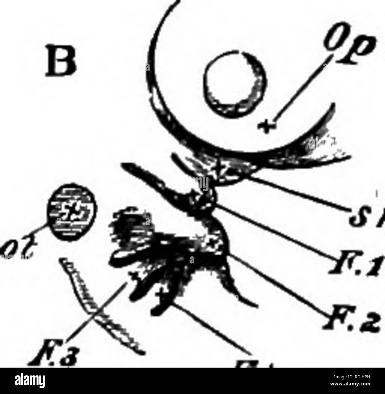 . Die Elemente der Embryologie. Embryologie. A. Kopf op ein Embryo Küken des vierten Tages gesehen Prom unten als undurchsichtiges Objekt anzeigt. (Chromiumsäure Vorbereitung.) C.H. zerebralen Hemisphären. F.B. Vesikel des dritten Ventrikels oder thalamencephalon. Op. Augapfel, nf. naso-frontalen Prozess. M. in der Mundhöhle Mund. 8. M. superior maxillaris Prozess der F.1, die erste viszeralen Falten (Mandibularbogen). F.2, F.3 der Zweiten und Dritten viszeralen Bögen. N. nasal pit. Um die Ansicht hier angesichts der Hals über zwischen der dritten und vierten viszeralen Falten geschnitten wurde. Im Abschnitt e Damit sind die Therapeutika gesehen Ca Stockfoto