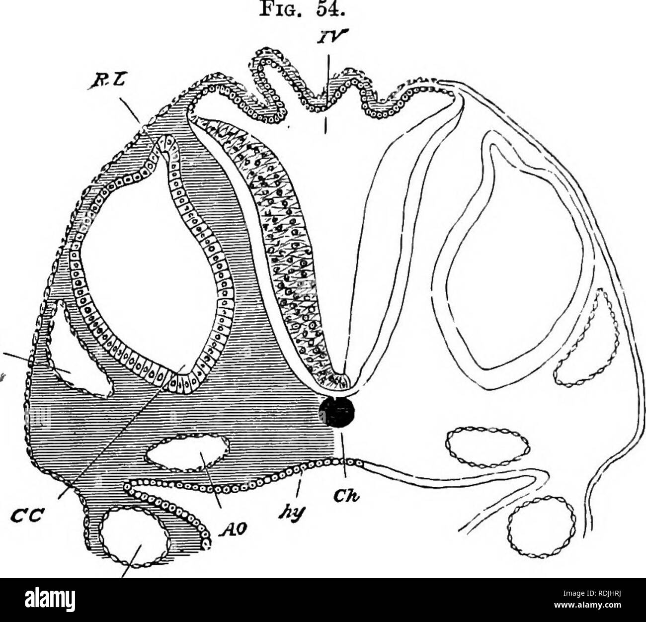 . Die Elemente der Embryologie. Embryologie. Vi.] das Ohr. 157 l. aa. Aorten- Stamm von mandibularbogen; s. Kopf Hohlraum der Mandibulären arob; Ivc. verdauungstrakt Tasche die erste viszeralen Cleft bilden werden; Th. Rudiment der Schilddrüse Körper. Blick auf den Kanal (Abb. 27, au. s.). Es hatte dann die Form einer flachen Grube mit einer weit offenen Mund, ähnlich wie in der Form, dass die gezeigt für einen Embryo Hund - Fisch in Abb. 53, Aw. s. Vor dem Ende der dritten Tag, sein Mund schließt und alle Zeichen der Öffnung sind ausgelöscht. Die Grube wird so in einen geschlossenen Vesikel umgewandelt, gesäumt mit/Epiblast und durch Mesoblast umgeben. Diese Stockfoto