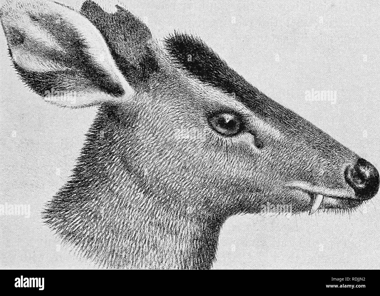 . Katalog der Ungulate Säugetiere im British Museum (Natural History). Huftiere. CEKVID. E O5 beide Oberflächen der Tips; unter der Oberfläche und an den Seiten des Schwanz und Innenseiten der Po und Oberschenkel weiß. Die Rennen sind wie folgt zu unterscheiden: - A. Schädel mehr Anil schmaler. a. Weiße Fläche am Ohr - Tipps kleiner." ein. Größe größer; viel Weiß auf schwanz E.C. cephaloplms. b'. Größe kleiner; weniger Weiß auf schwanz E.C. michianus. b. Weiße Fläche am Ohr - Tipps größere E.C. fociensis. B. Schädel kürzer und breiter, mit unterschiedlich geformten lachrymal Pits. E.C. ichangensis'.. Schwein. 6.-Leiter des Nikgpo getuftete Dee Stockfoto