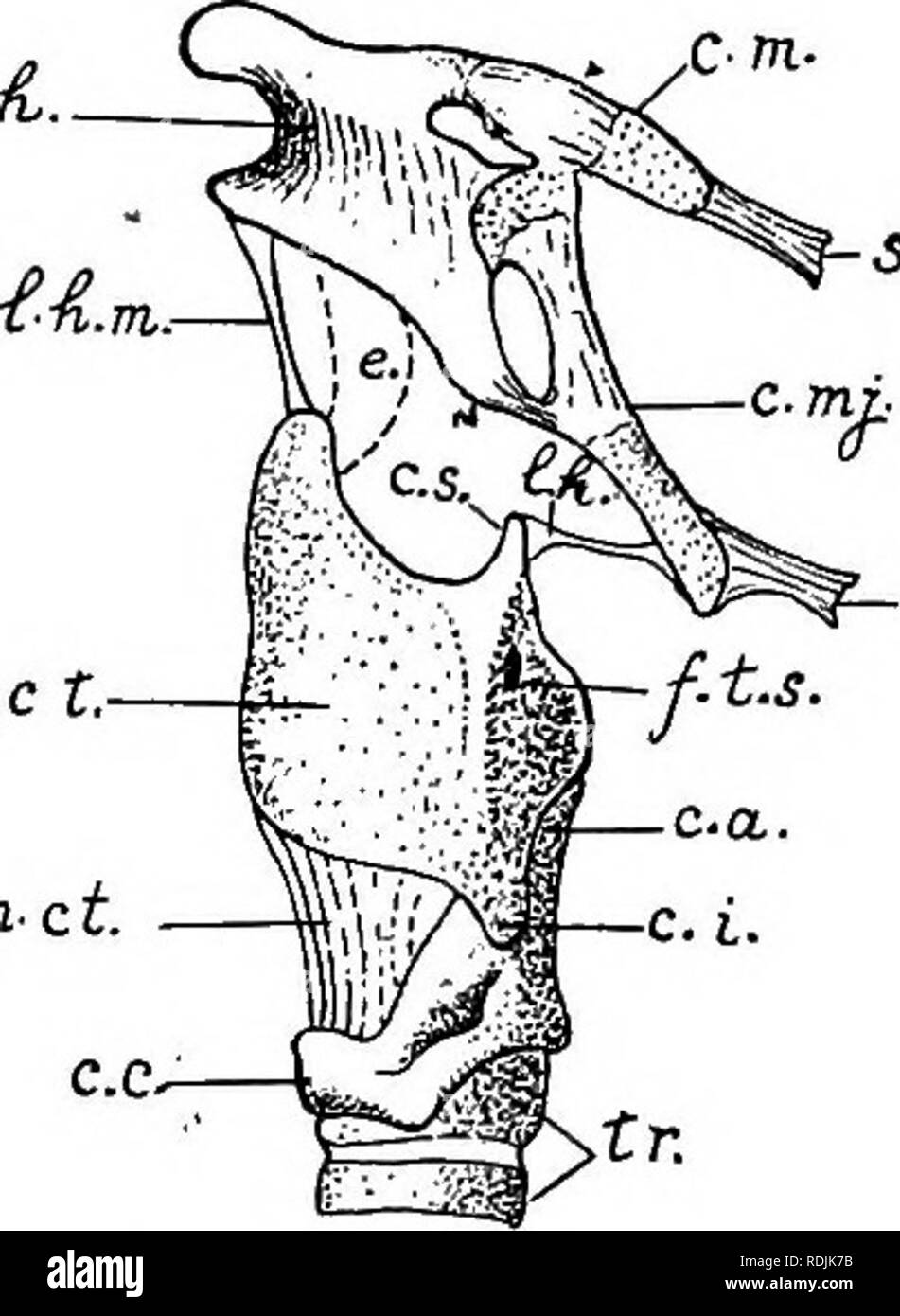 . Praktische Anatomie der Kaninchen: Eine elementare Labor Lehrbuch in Säugerzellen Anatomie. Kaninchen; Anatomie, Vergleichende. 158 Anatomie der Hase. Der Artikulation Teil mit dem condyloid Prozess, den sogenannten Ansatz des Unterkiefers (Spalte mandibulae), ist eine dünne Platte aus Knochen, die vorderen und hinteren Rand der, kaum der anterioren und posterioren mandibulären incisures. Anschließen des anterioren incisure mit der Felge von Che alveolus der letzten Backe - Zahn gibt es eine tiefe Rille, den Sulcus ascendens, der Seitenrand durch die reduzierte coronoid pro gebildet Stockfoto