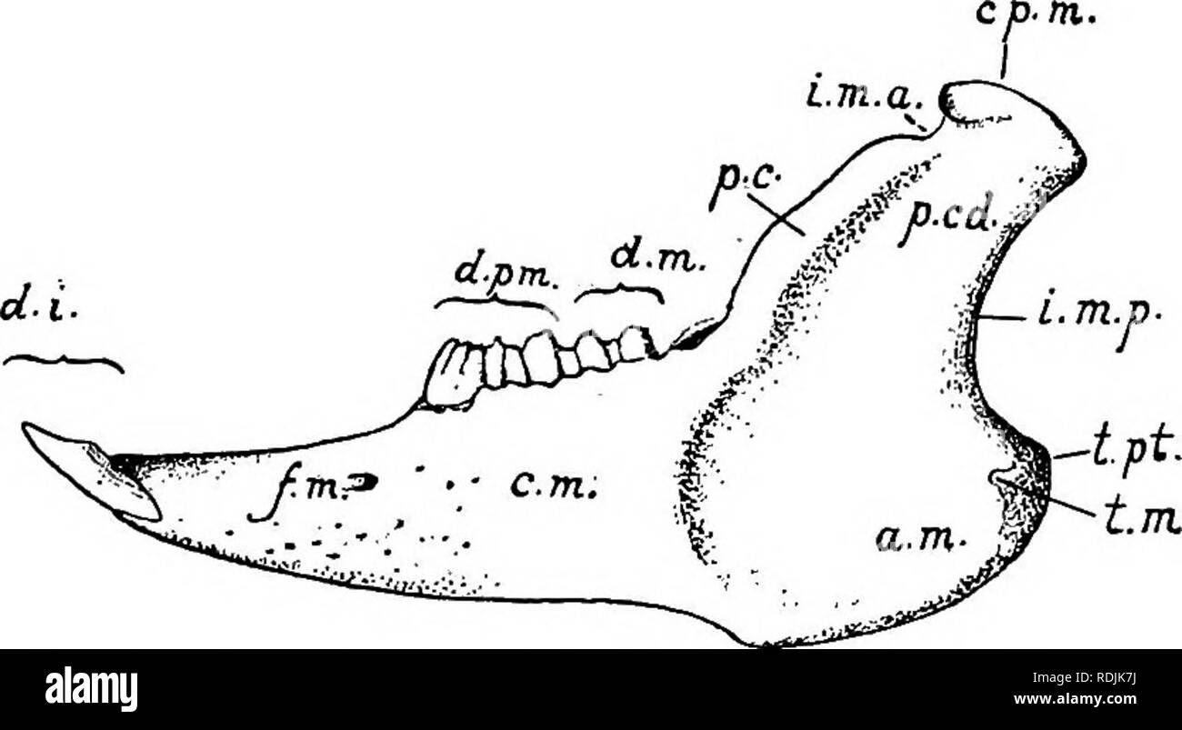 . Praktische Anatomie der Kaninchen: Eine elementare Labor Lehrbuch in Säugerzellen Anatomie. Kaninchen; Anatomie, Vergleichende. Der Schädel als Ganzes. 139 und hintere Reihe von brbader Falten, die zusammen die ethmoturbinal dar. In der Hase, wie in der Säugetiere im Allgemeinen, ist das Letzte, teilbar in eine dorsale längliche Teil" der nasalen Knochen befestigt, der nasoturbinal und eine ventrale Teil, auch posterioren Teil, die ethmoturbinal ordnungsgemäße, bestehend aus mehreren kürzeren Falten verringern in der Länge von oben nach unten. Im natürlichen Zustand der Knochen tragen eine considerab turbinated Stockfoto