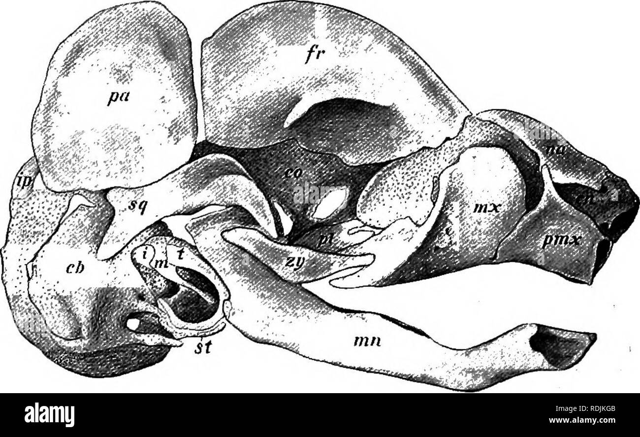 . Praktische Anatomie der Kaninchen: Eine elementare Labor Lehrbuch in Säugerzellen Anatomie. Kaninchen; Anatomie, Vergleichende. Das Skelettsystem 5 Mals), gepaarte parietals, squamosals, frontals und nasals als Überdachung Knochen, und gepaarte premaxillary, Oberkiefer, Pfalz, Lateralis und mandibulären Knochen bilden die solide unterstützt der Öffnung. Mehrere seitliche Elemente nehmen ebenfalls teil, darunter die lacrimal, am vorderen Rand der Orbit, der jochbeinbogen, bilden den zentralen Teil der entsprechenden Bogen, für den Schutz der Umlaufbahn und muskulös, und schließlich die Blase - wie tympa Stockfoto