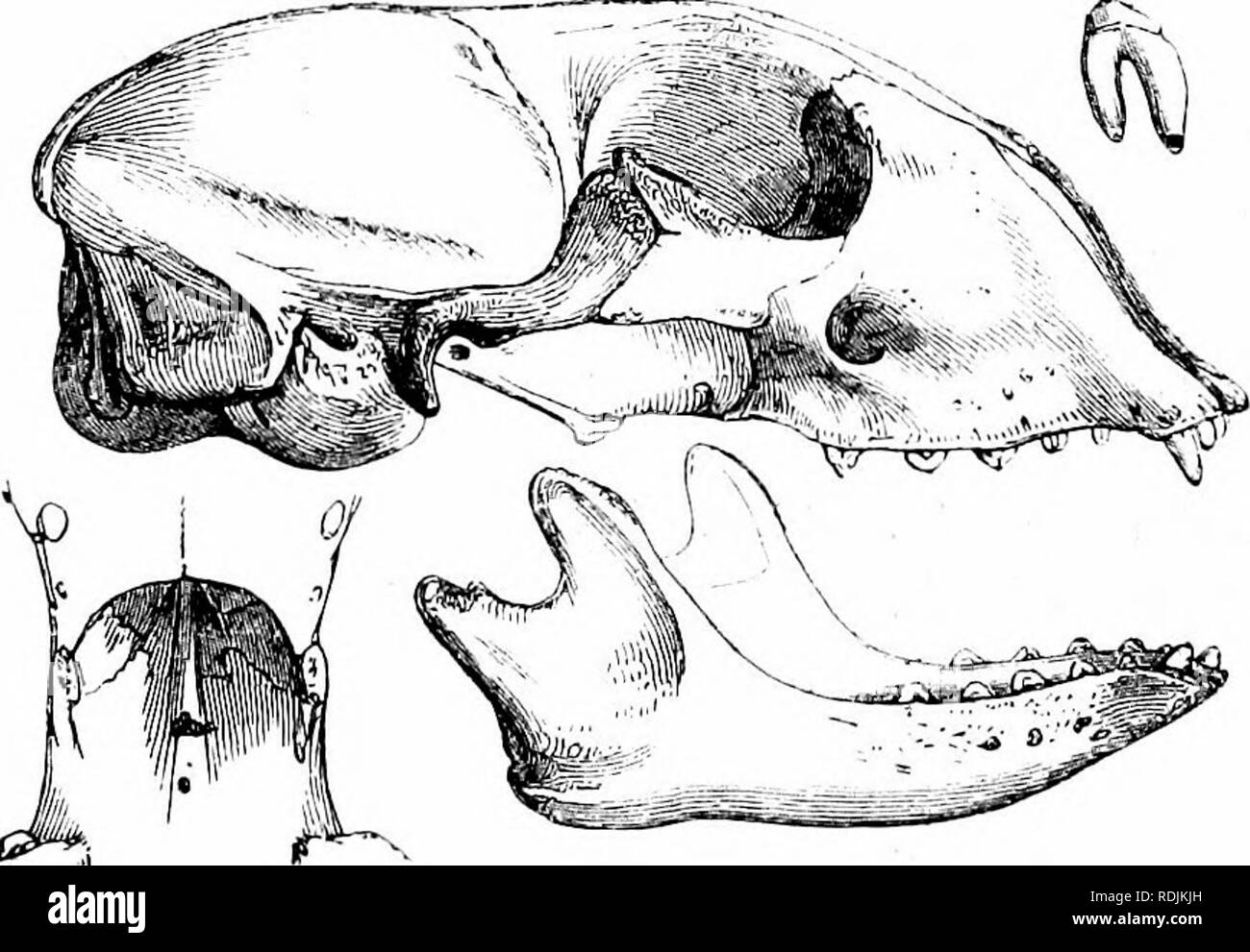 . Hand - Liste der Dichtungen, morses, Seelöwen und Seebären im British Museum. Dichtungen (Tiere); Walross. HA&gt; fI)-LI3T VON DICHTUNGEN, Mäuse, 328/. SkuU. Grönland? 328 0. Schädel, jung. Grönland (Ruppell). 828 Ich. Schädel, fast erwachsenen. Grönland (MoUer). 43. 6. 23. 4. 328a. Schädel, fast erwachsenen. Grönland (iloller). 43. 6. 23. 7. 328/.-. Schädel, kleiner, halt - gewachsen. Grönland (MdUer). 43. 6. 23. 9. 328 J. Schädel, Junge, 5 | Zoll lang. Keine Unterkiefer. Grönland (MoUer). 43. 10. 7. 9. Zwei Jahre alt." von G. Barnston, E "q vorgestellt. 328&lt;/. Schädel, der Krone gebrochen. Hudson's Bay. 328 C. Schädel, fast adu Stockfoto